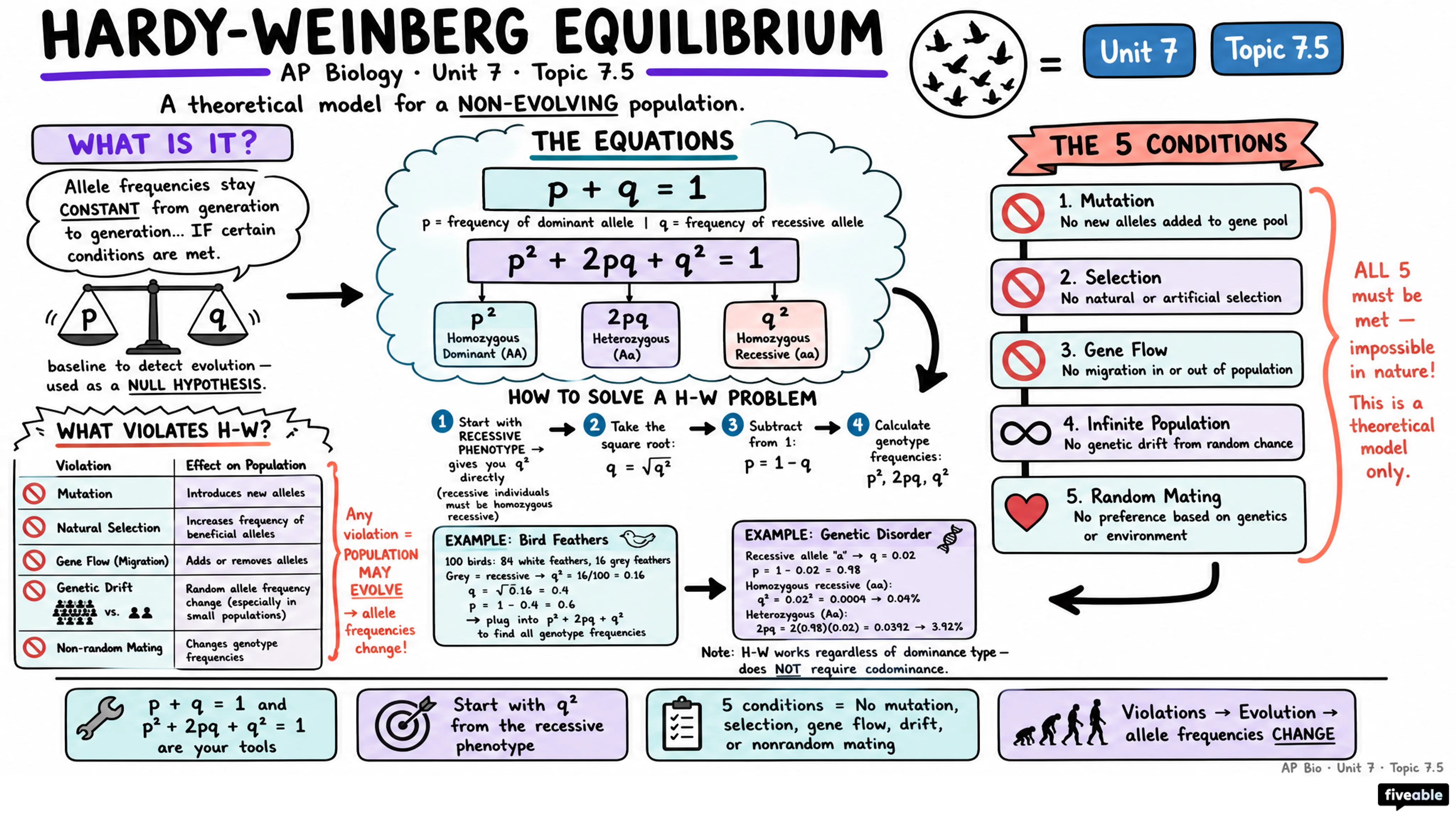7.5 Hardy-Weinberg Equilibrium - AP Biology - Unit 7 visual cheatsheet