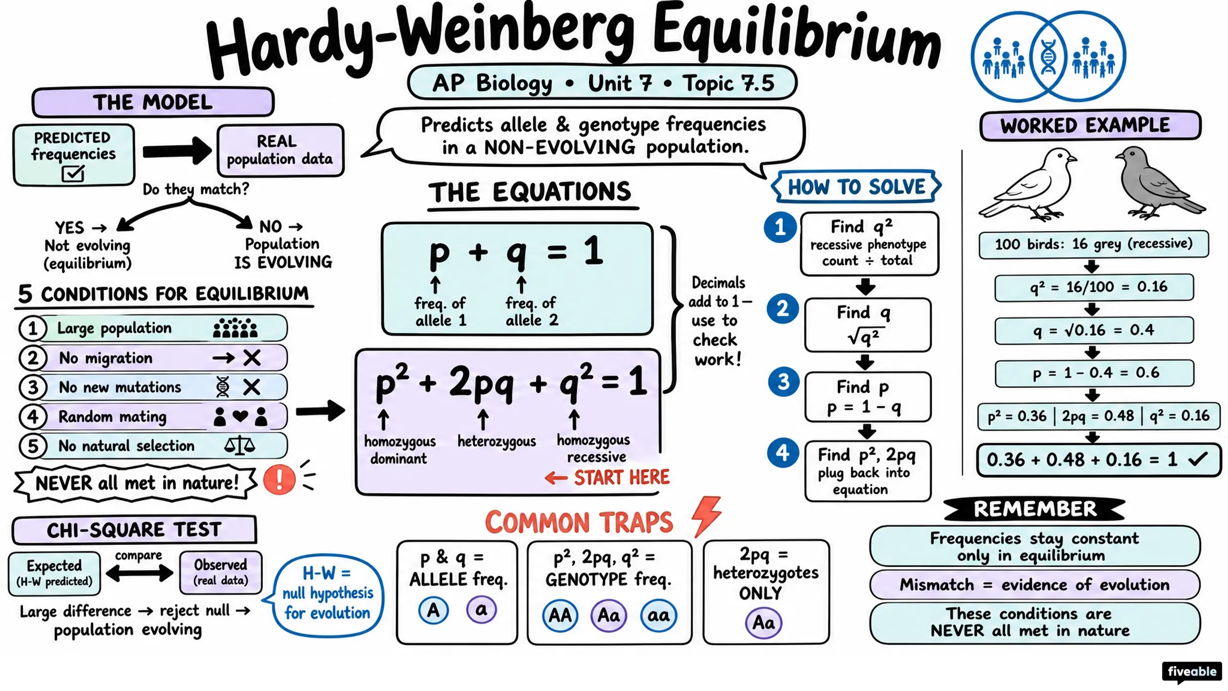 7.5 Hardy-Weinberg Equilibrium - AP Biology - Unit 7 visual cheatsheet