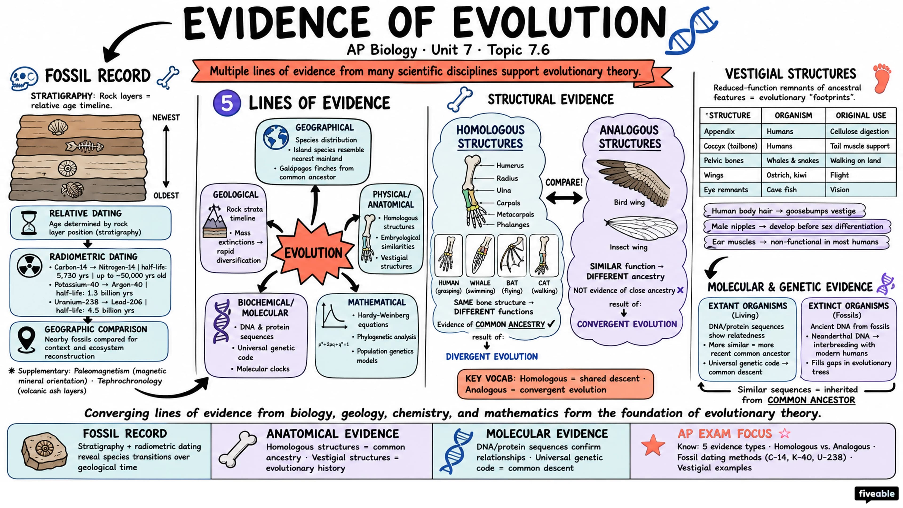 7.6 Evidence of Evolution - AP Biology - Unit 7 visual cheatsheet