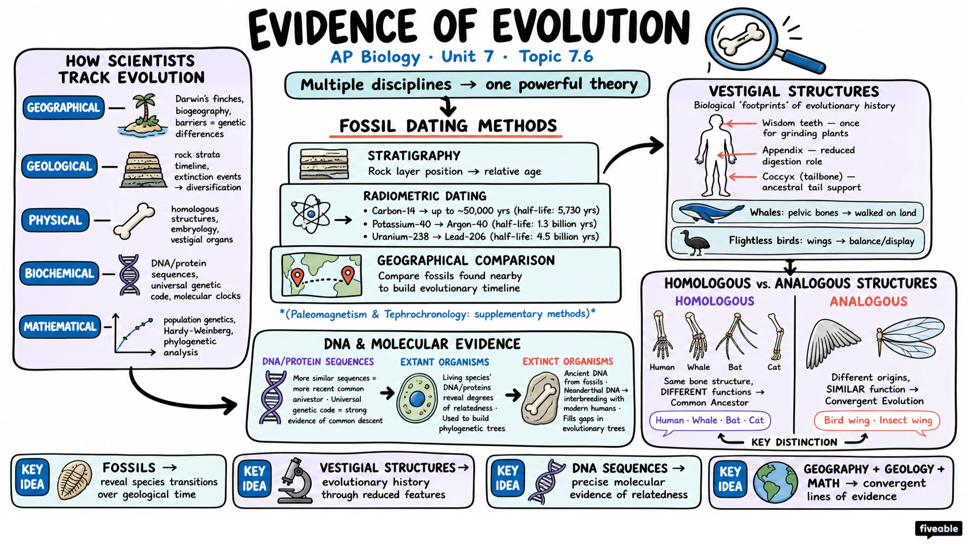 7.6 Evidence of Evolution - AP Biology - Unit 7 visual cheatsheet