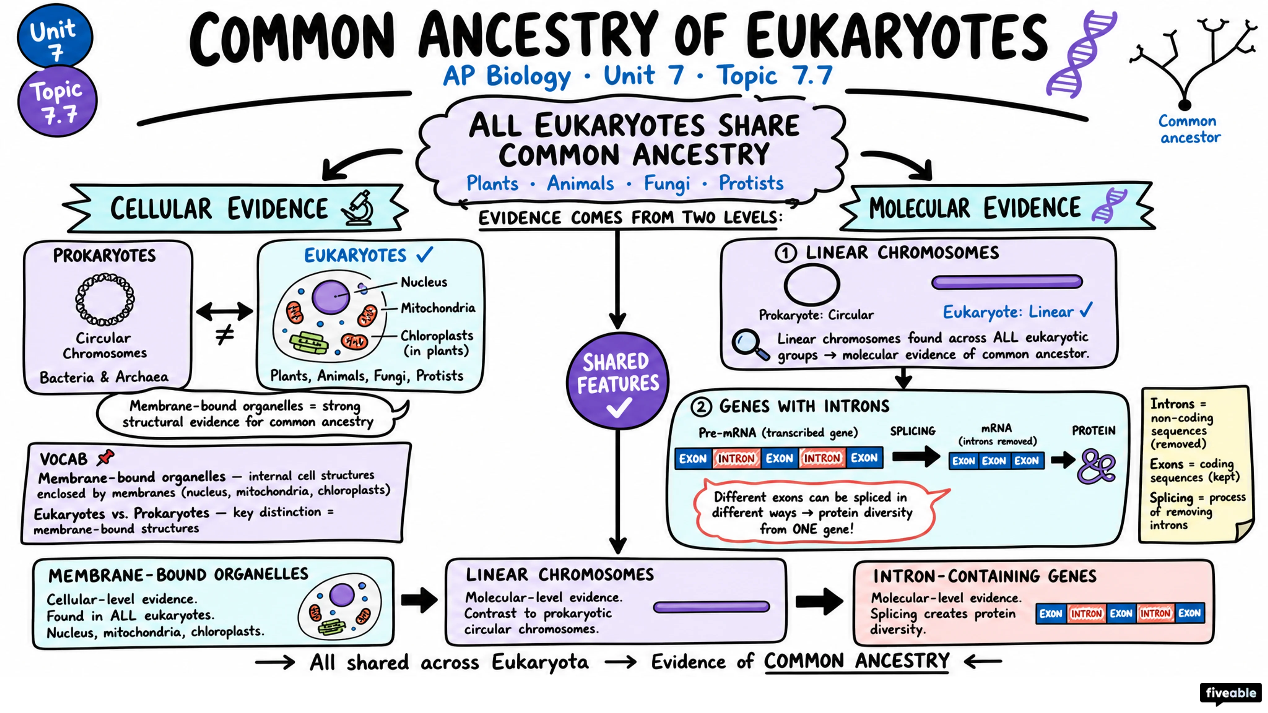 7.7 Common Ancestry - AP Biology - Unit 7 visual cheatsheet