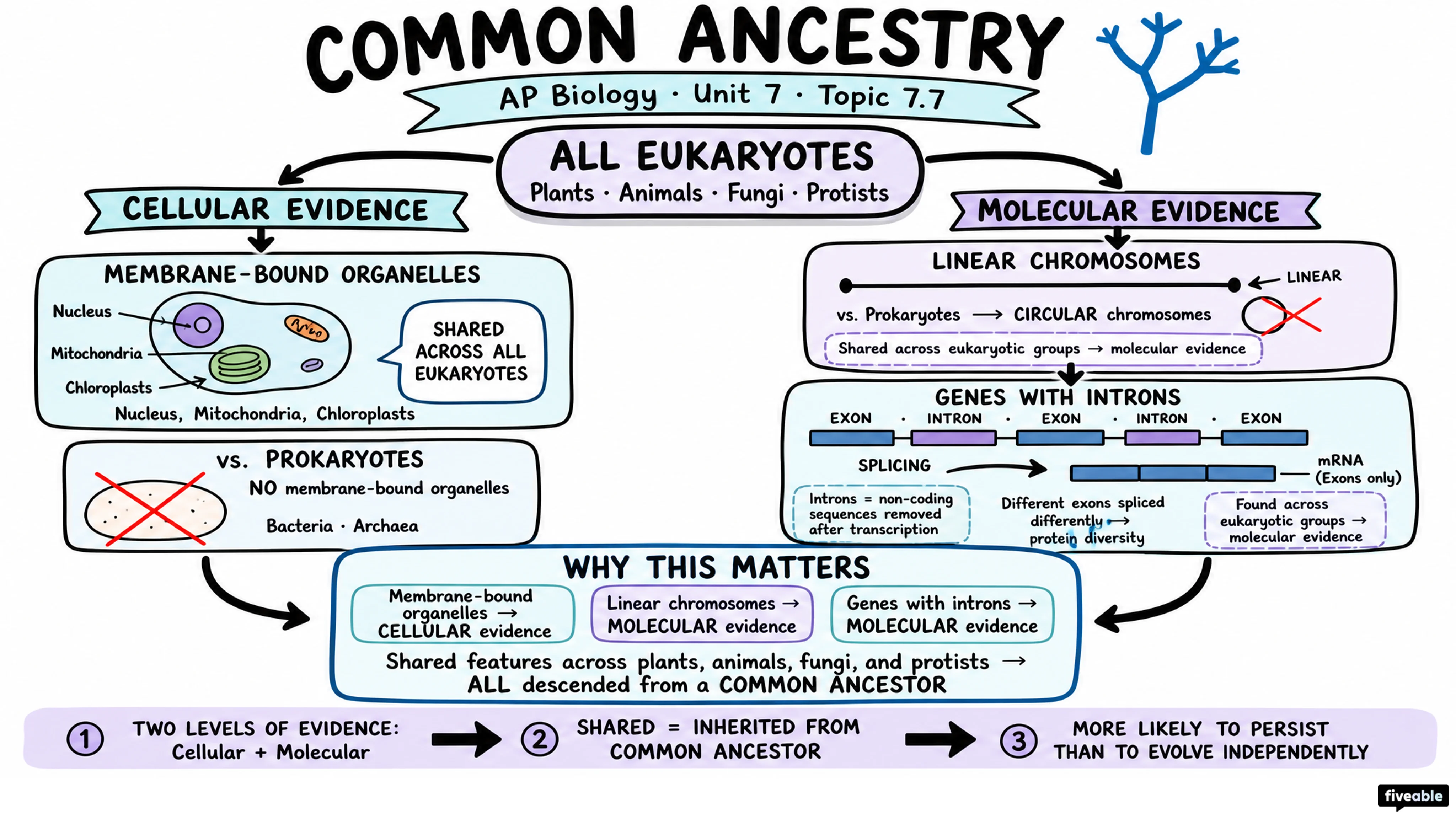 7.7 Common Ancestry - AP Biology - Unit 7 visual cheatsheet