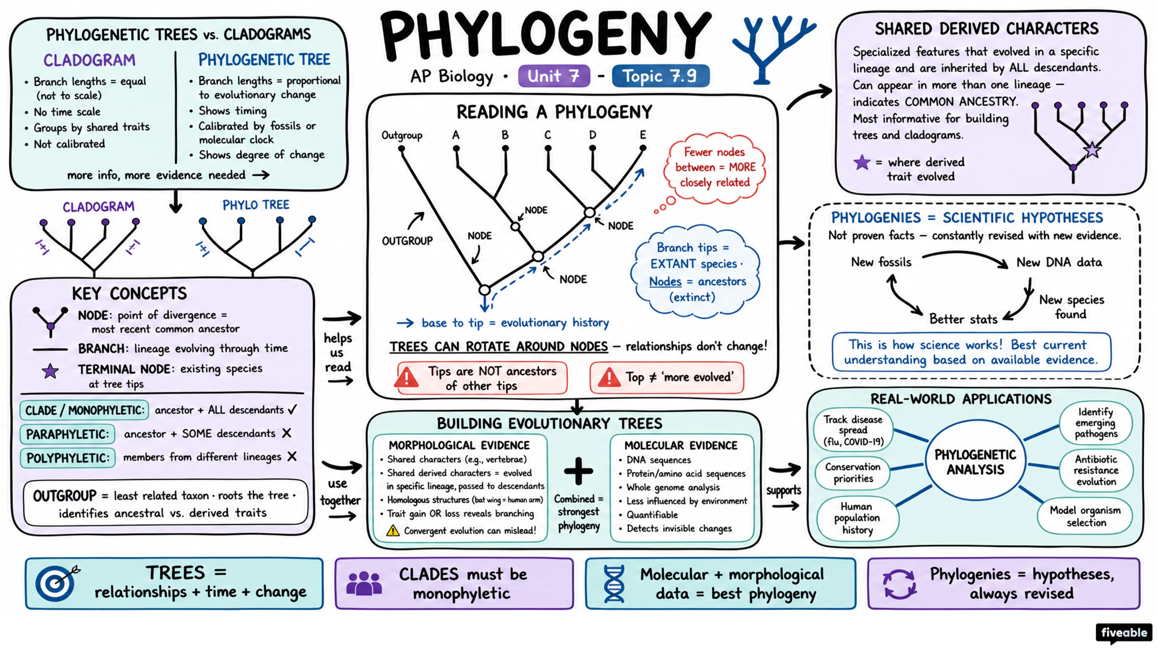 7.9 Phylogeny - AP Biology - Unit 7 visual cheatsheet