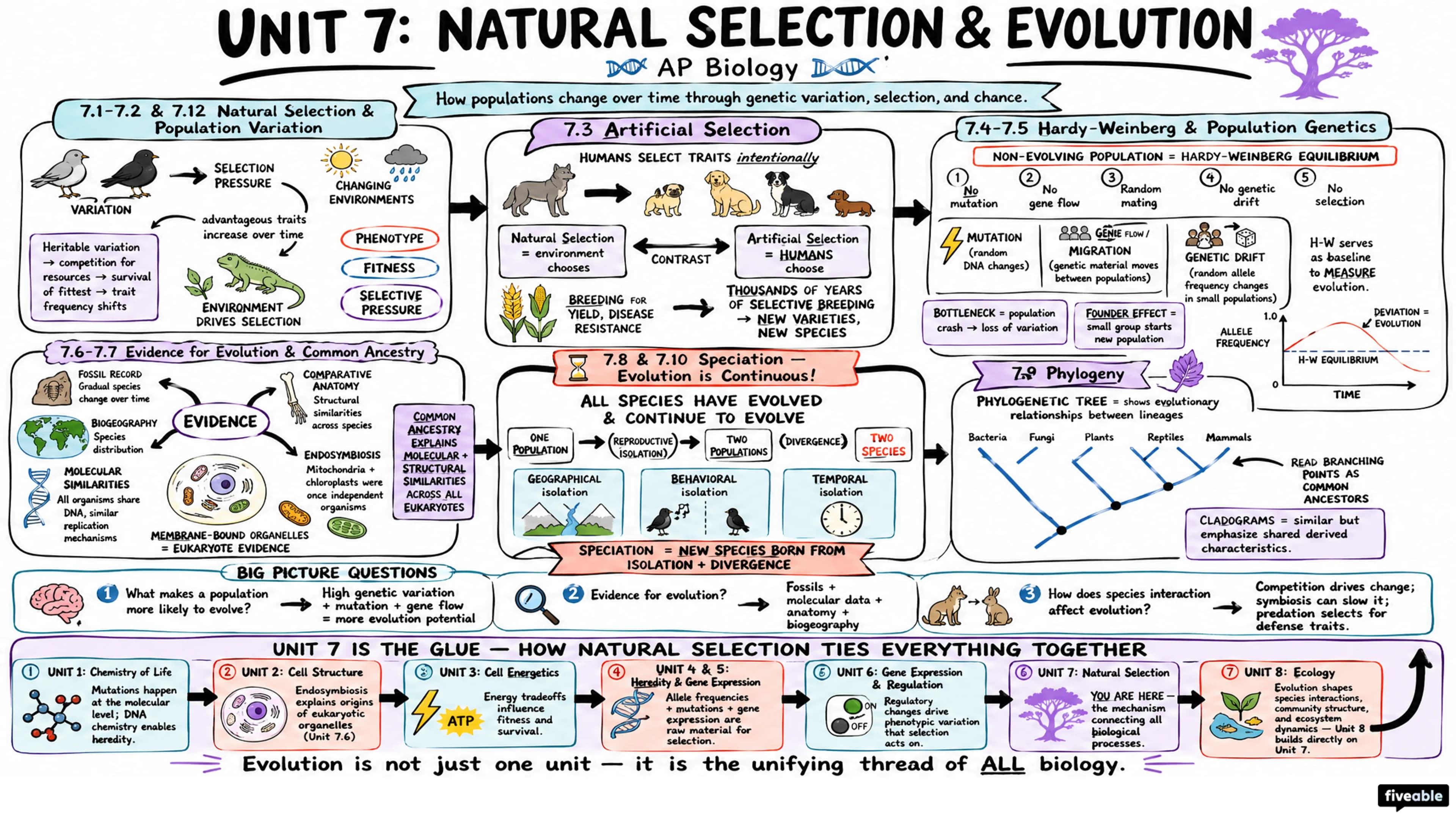 Unit 7 Overview: Natural Selection - AP Biology - Unit 7 visual cheatsheet