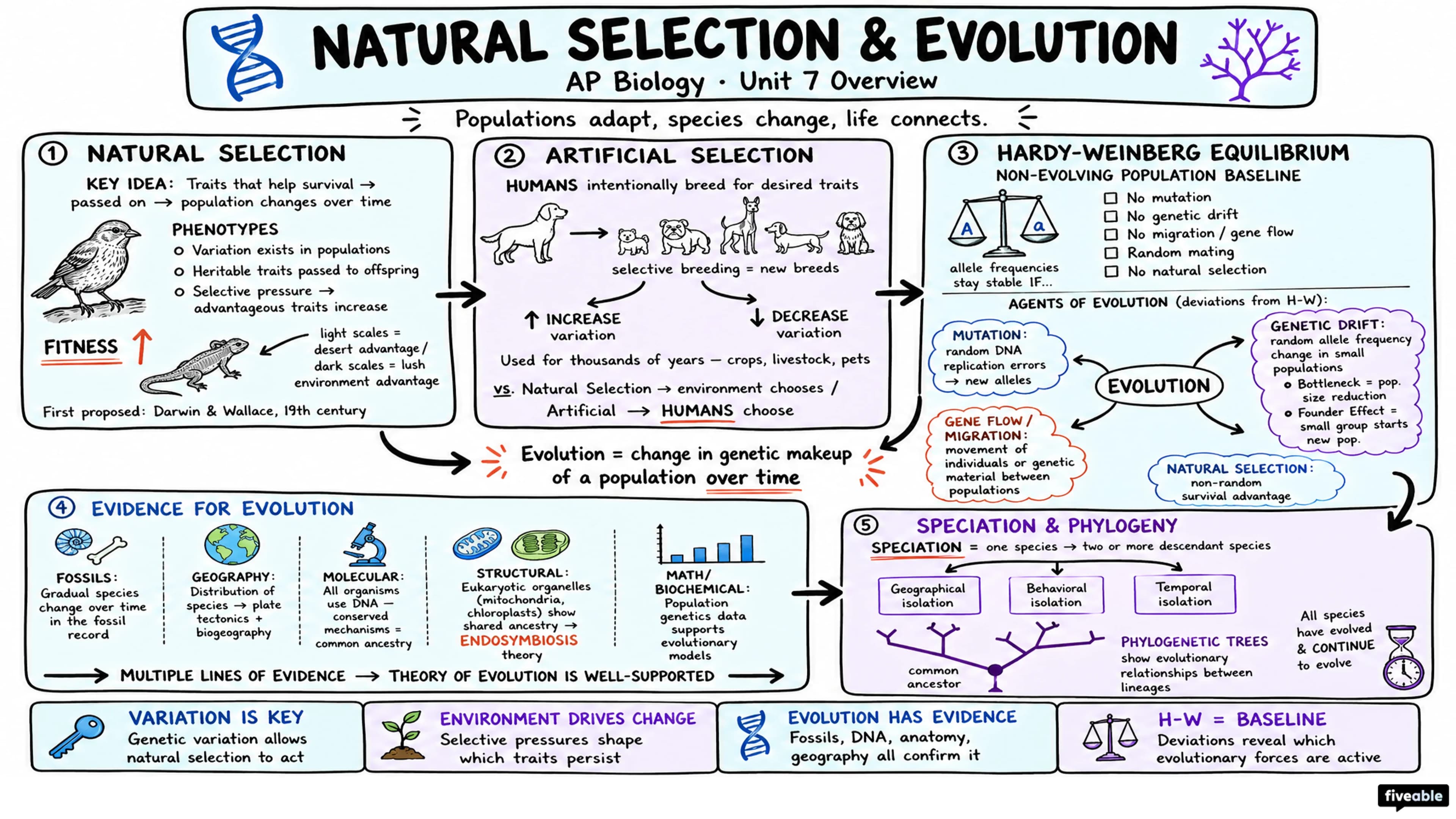 Unit 7 Overview: Natural Selection - AP Biology - Unit 7 visual cheatsheet