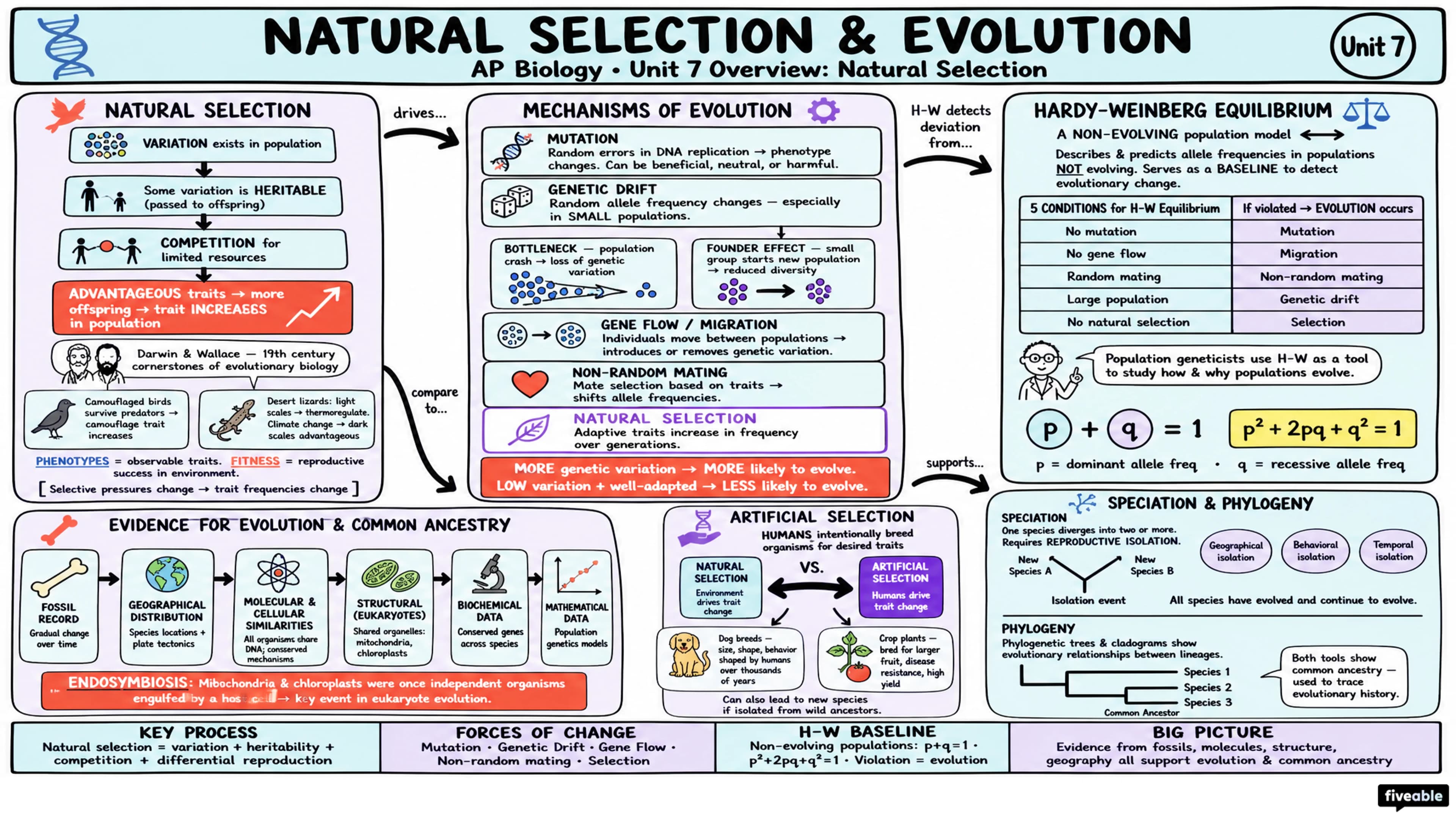 Unit 7 Overview: Natural Selection - AP Biology - Unit 7 visual cheatsheet