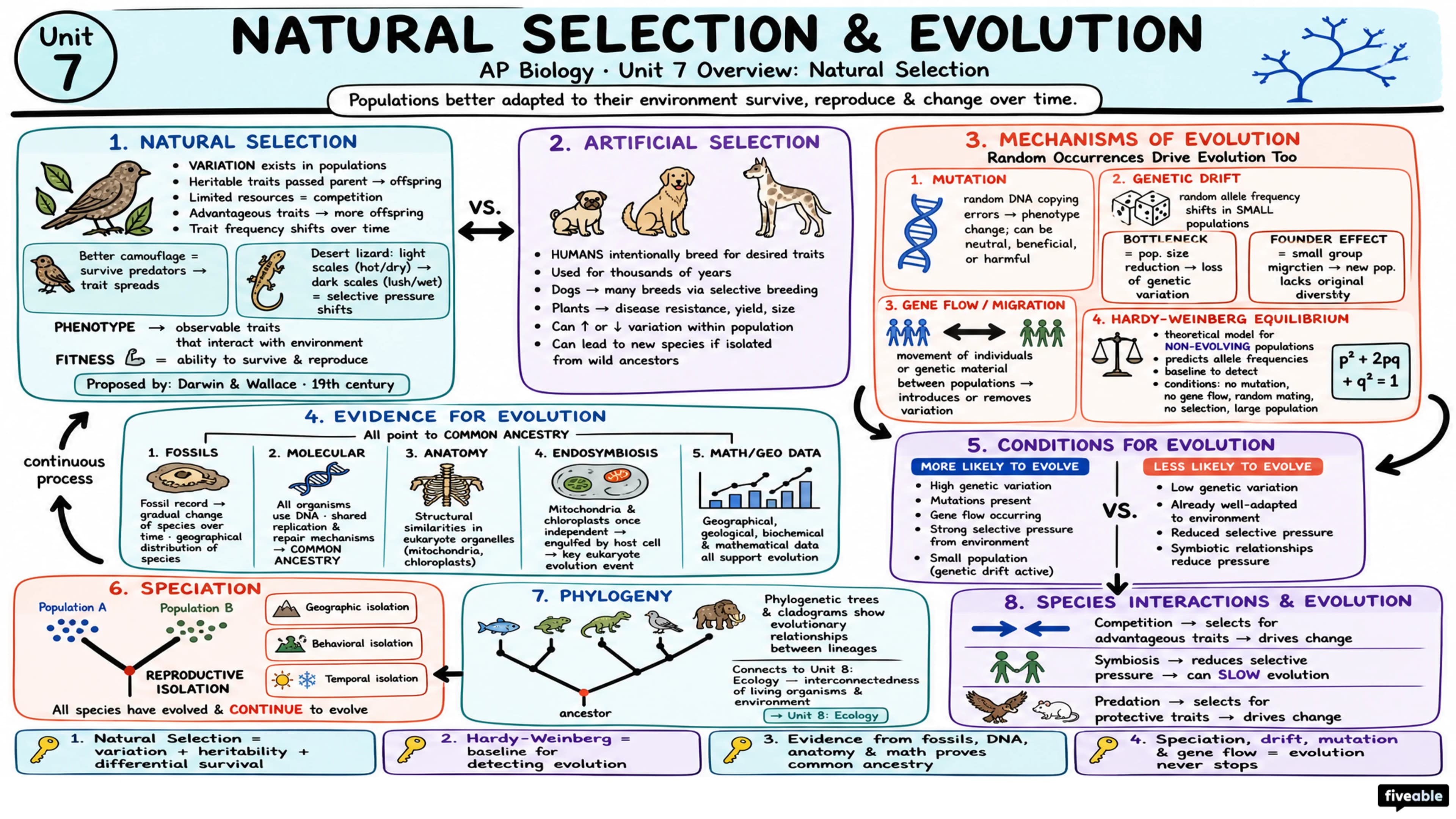Unit 7 Overview: Natural Selection - AP Biology - Unit 7 visual cheatsheet