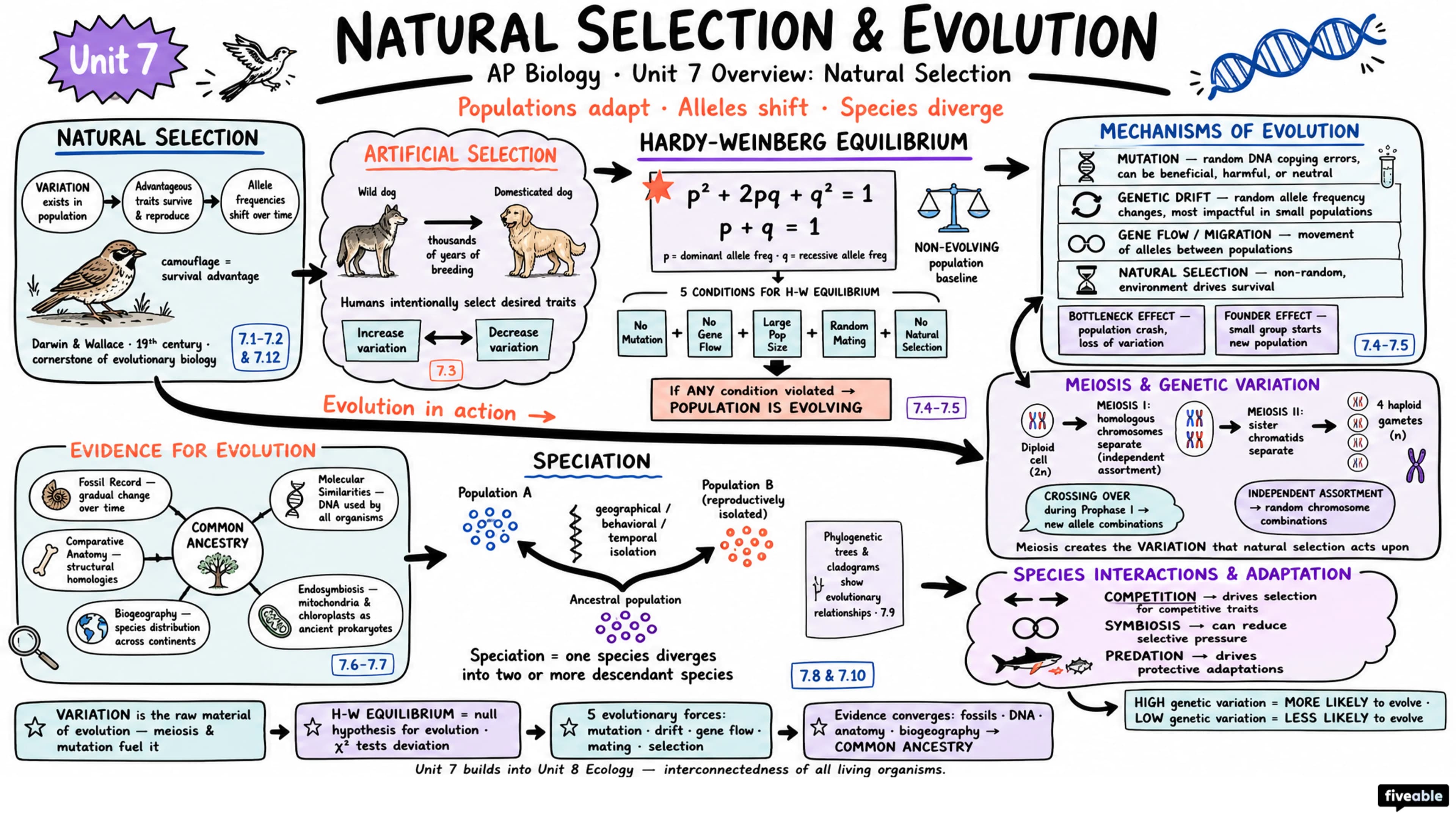Unit 7 Overview: Natural Selection - AP Biology - Unit 7 visual cheatsheet
