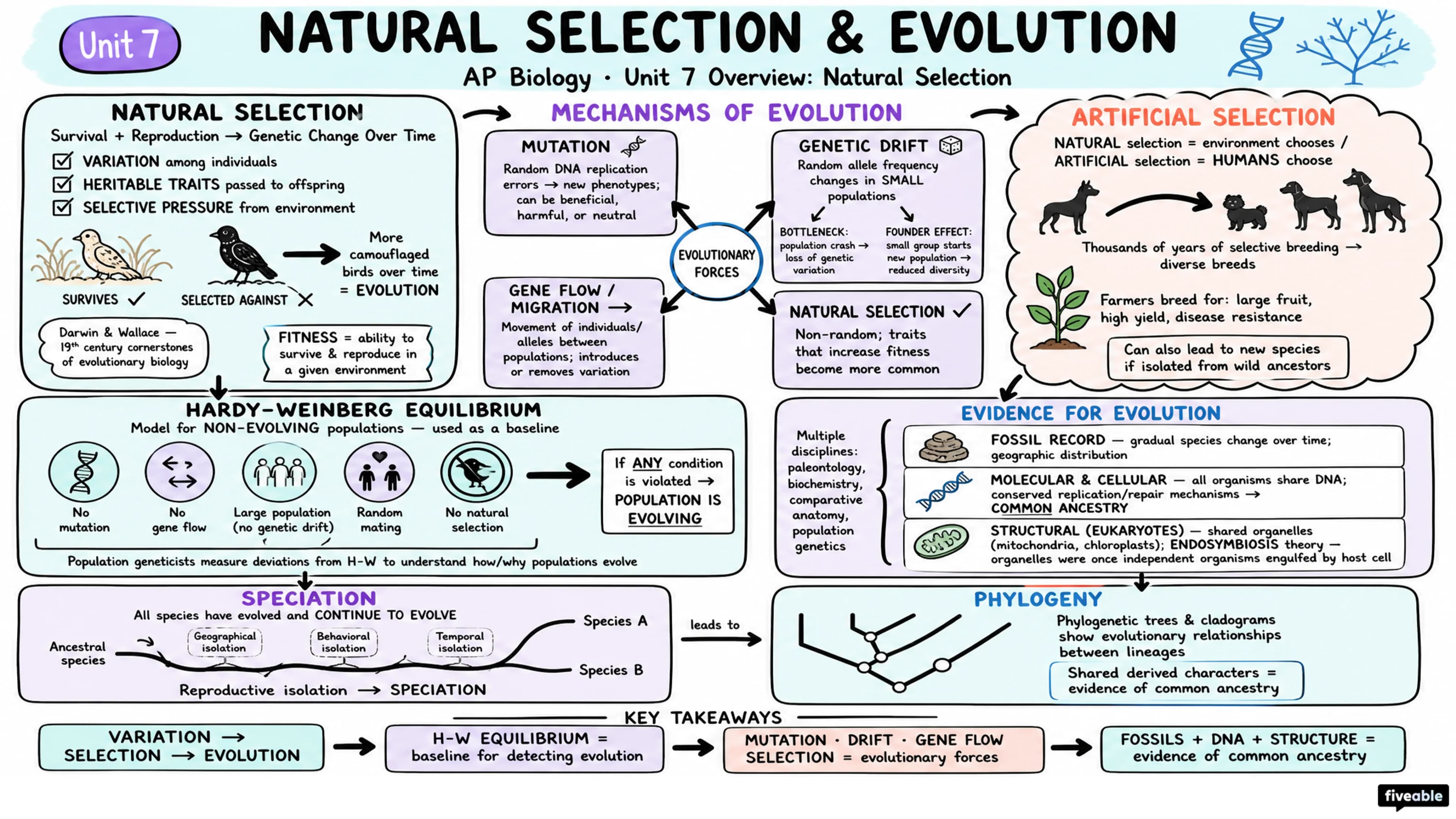 Unit 7 Overview: Natural Selection - AP Biology - Unit 7 visual cheatsheet