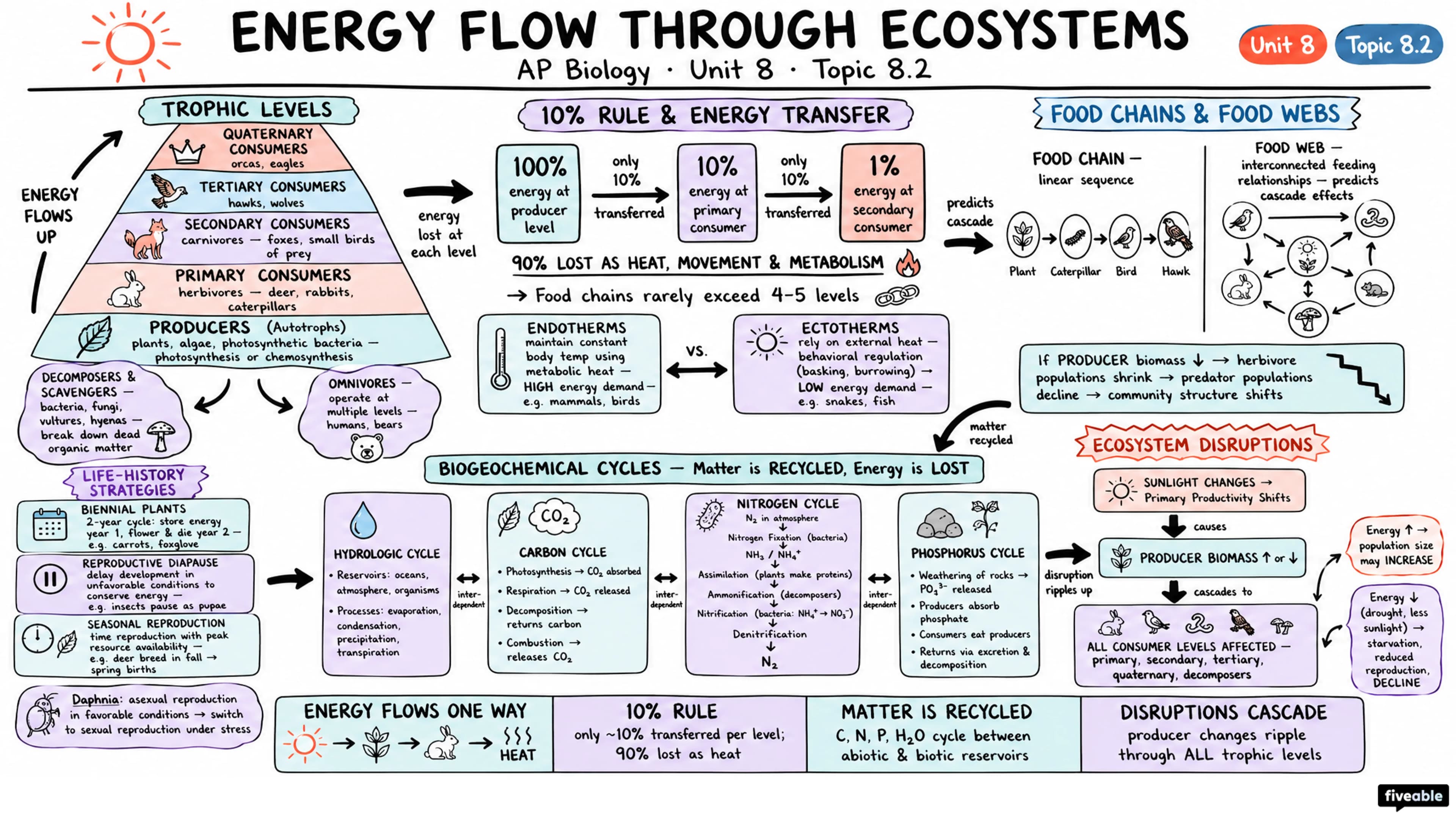 8.2 Energy Flow Through Ecosystems - AP Biology - Unit 8 visual cheatsheet