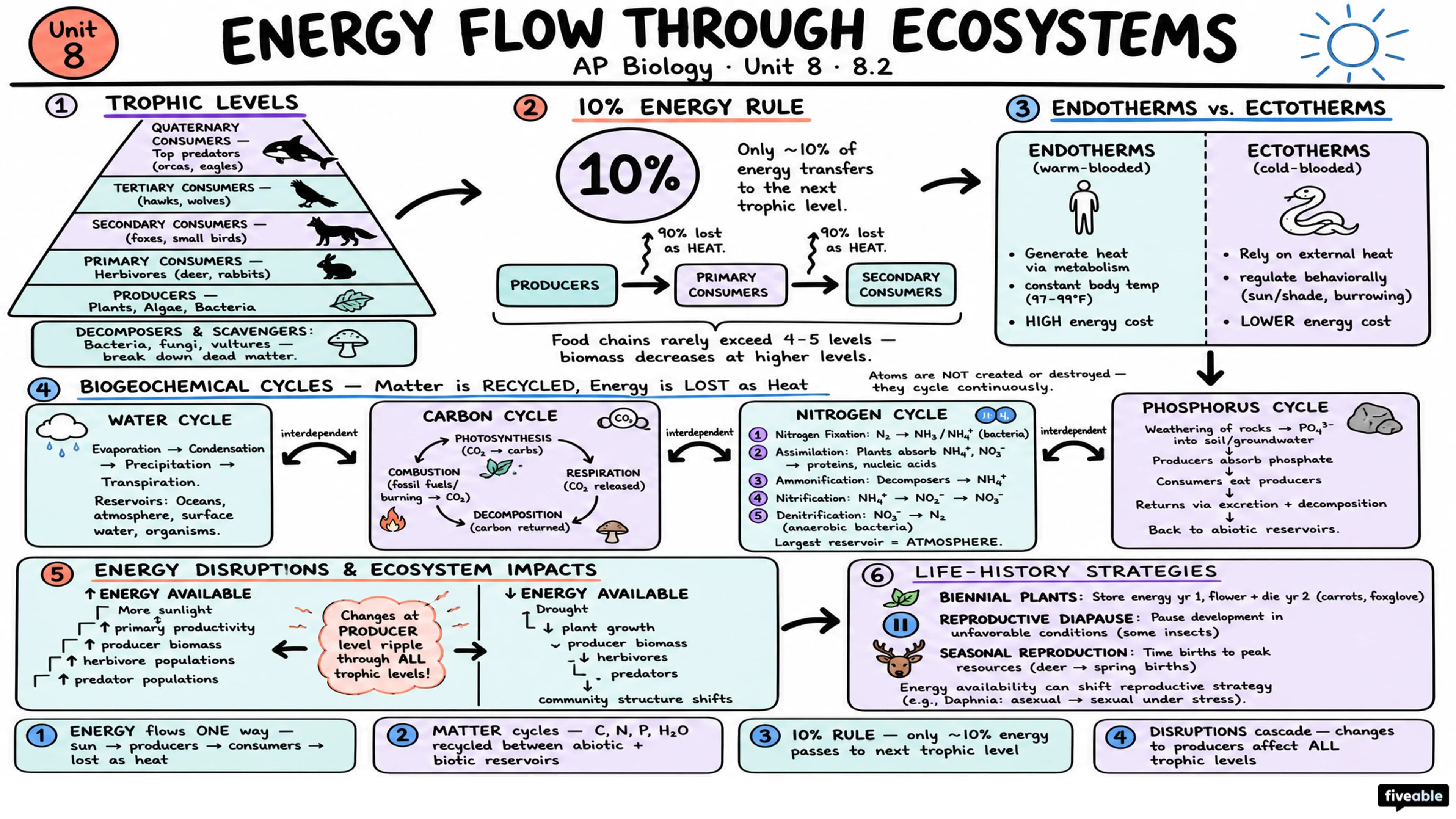 8.2 Energy Flow Through Ecosystems - AP Biology - Unit 8 visual cheatsheet