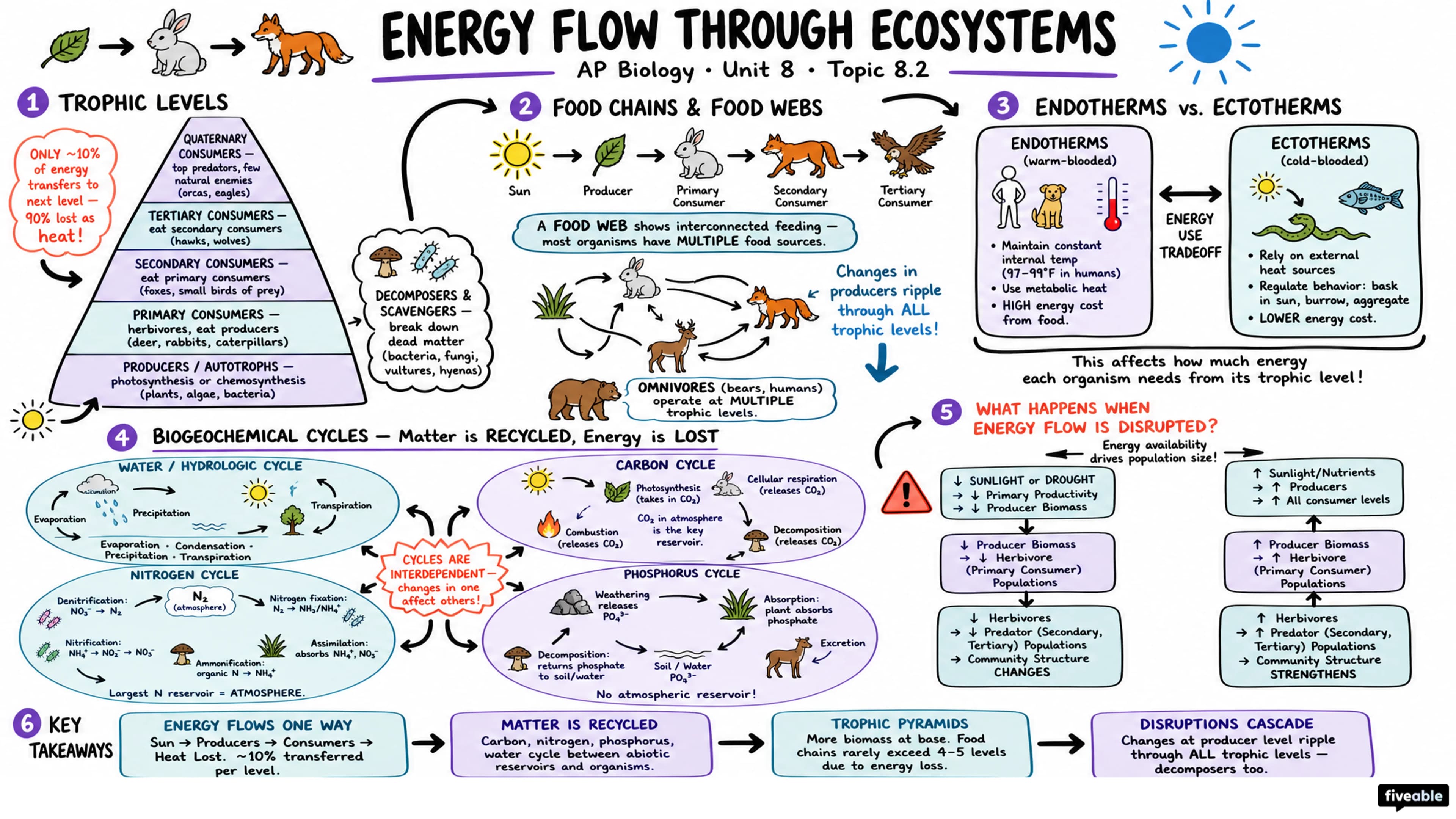 8.2 Energy Flow Through Ecosystems - AP Biology - Unit 8 visual cheatsheet