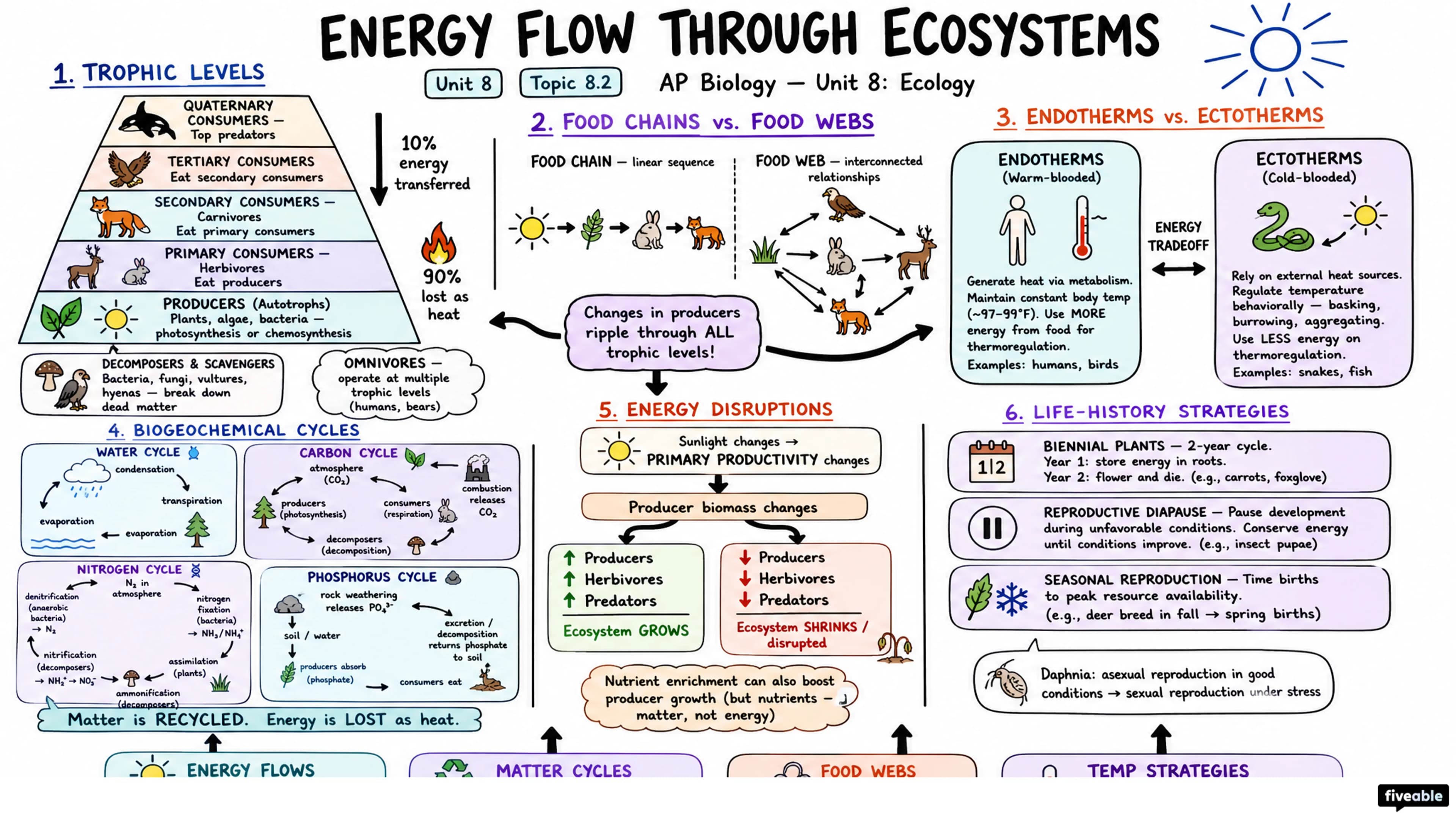 8.2 Energy Flow Through Ecosystems - AP Biology - Unit 8 visual cheatsheet