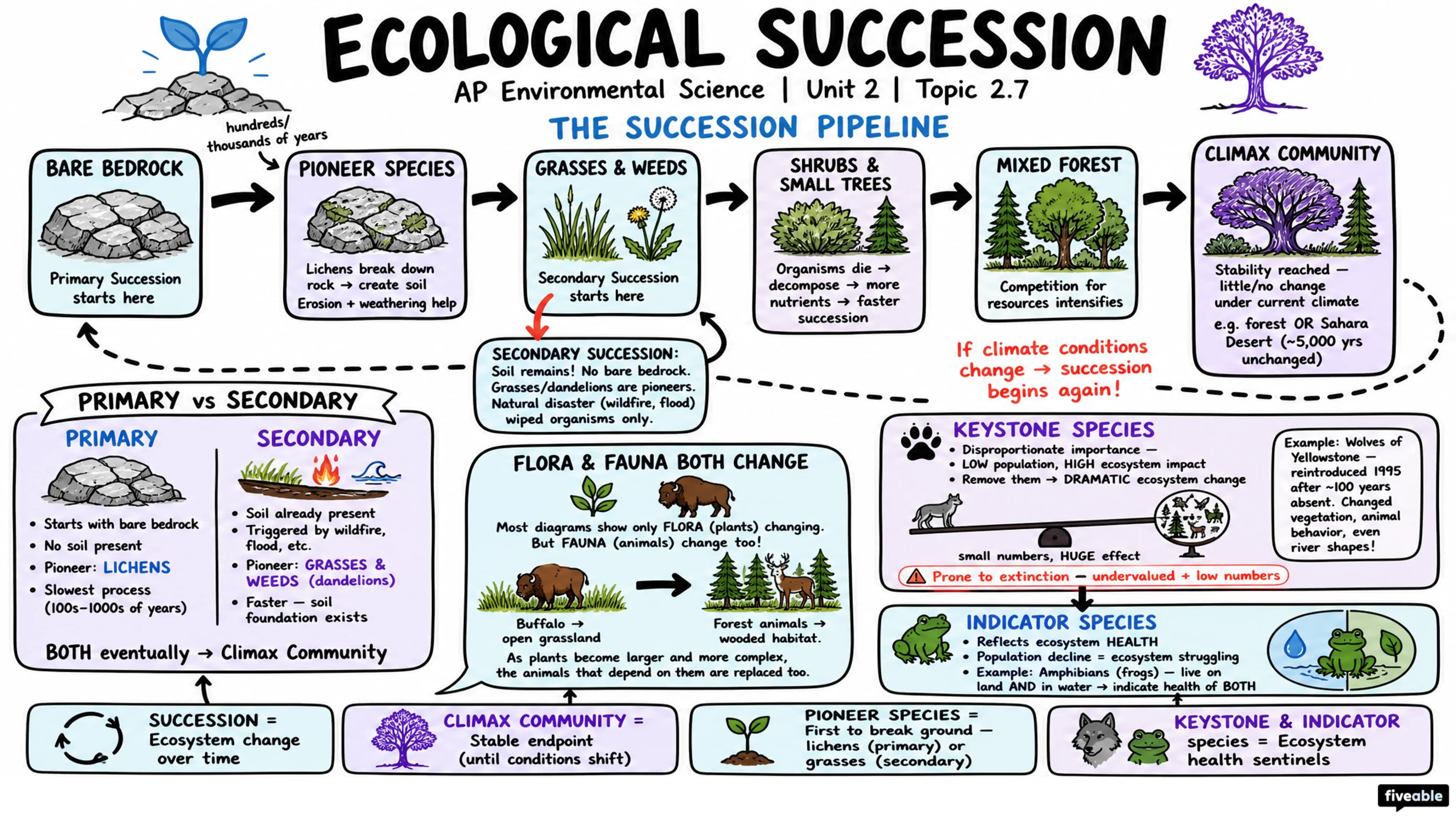 2.7 Ecological Succession - AP Environmental Science - Unit 2 visual cheatsheet