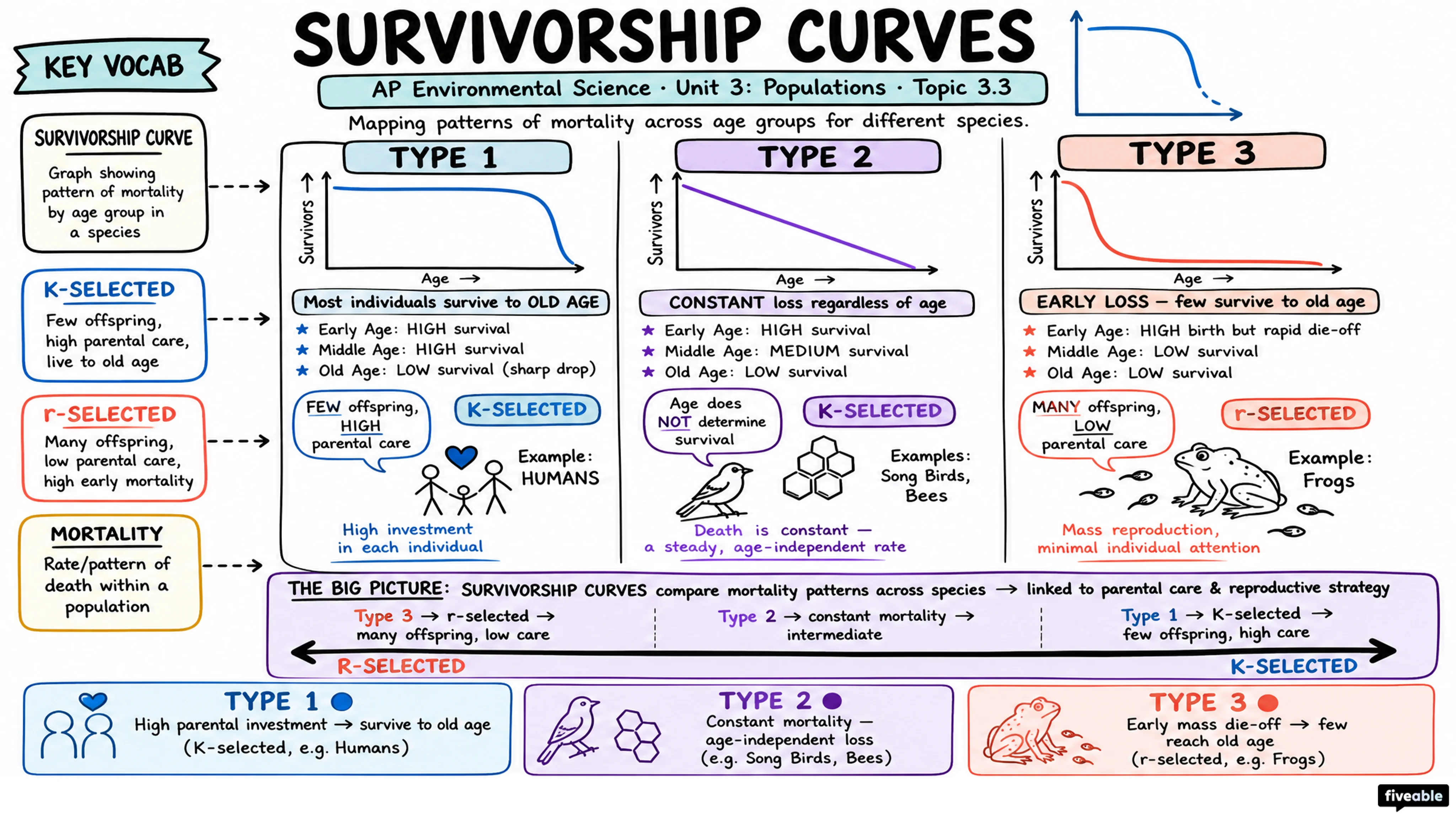 3.3 Survivorship Curves - AP Environmental Science - Unit 3 visual cheatsheet