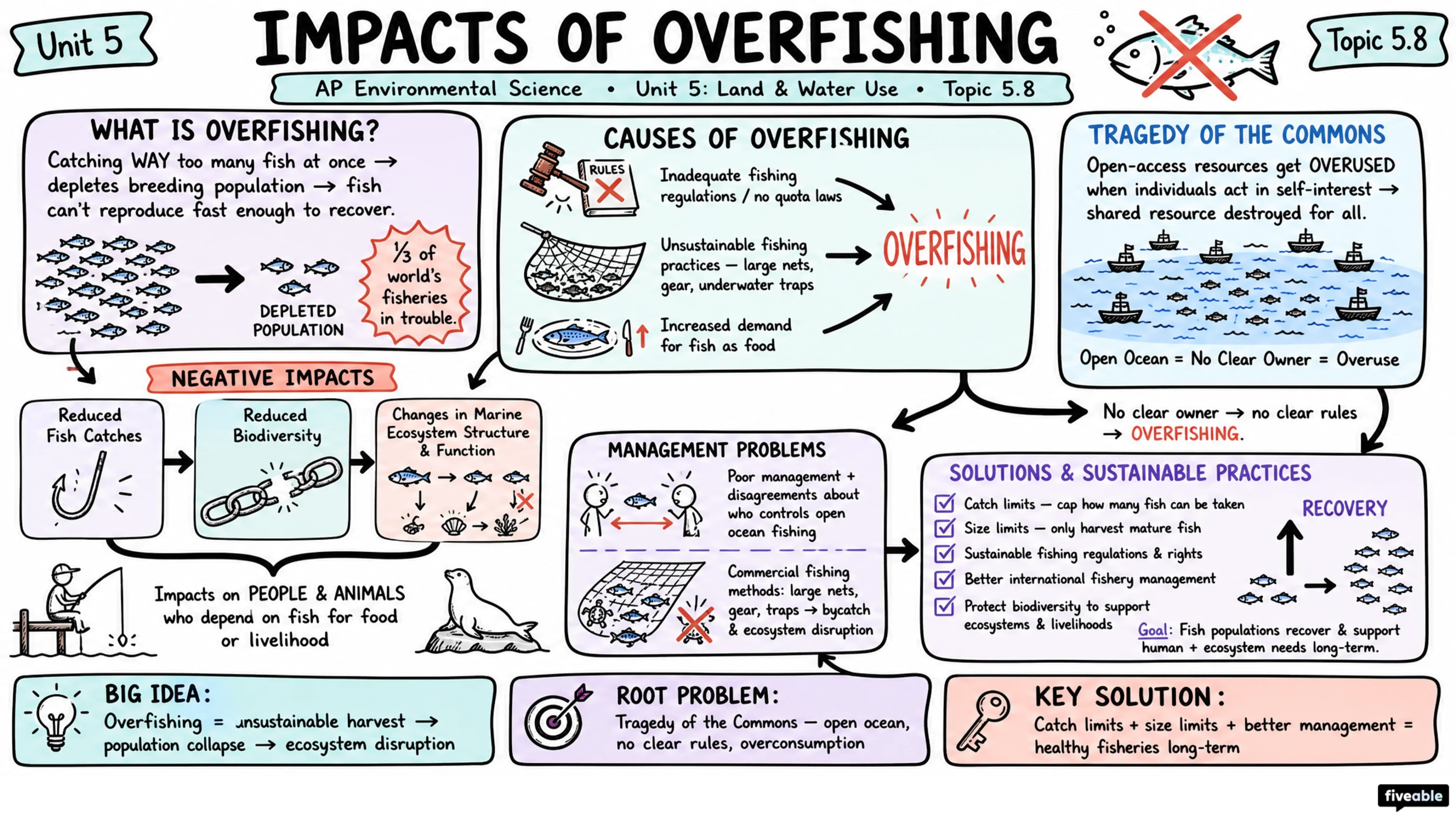 5.8 Impacts of Overfishing - AP Environmental Science - Unit 5 visual cheatsheet