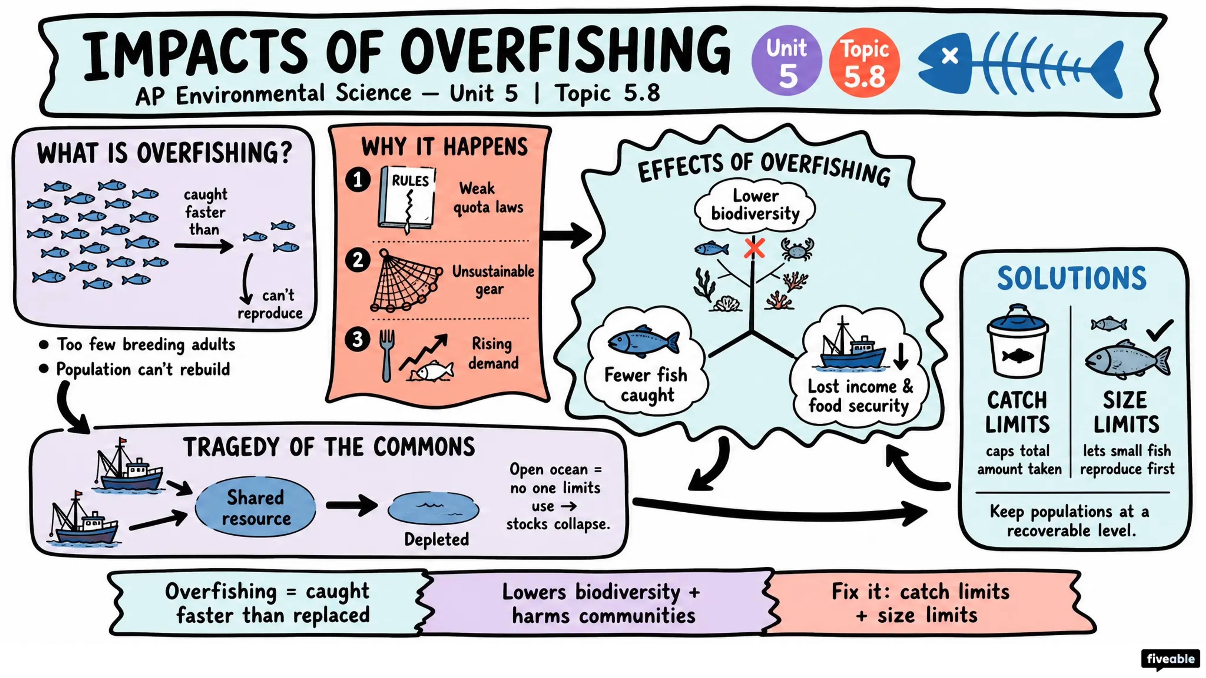 5.8 Impacts of Overfishing - AP Environmental Science - Unit 5 visual cheatsheet