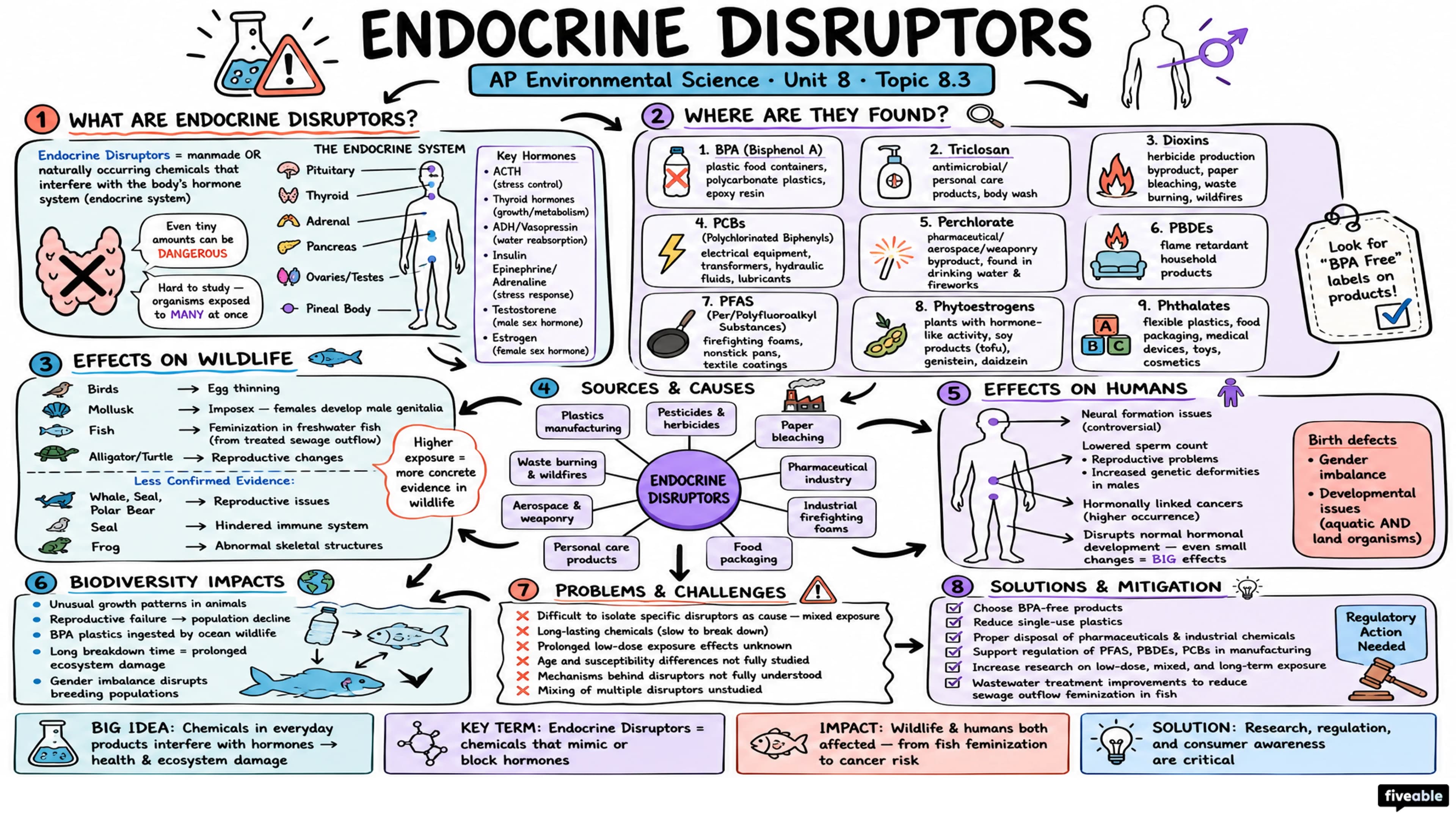 8.3 Endocrine Disruptors - AP Environmental Science - Unit 8 visual cheatsheet