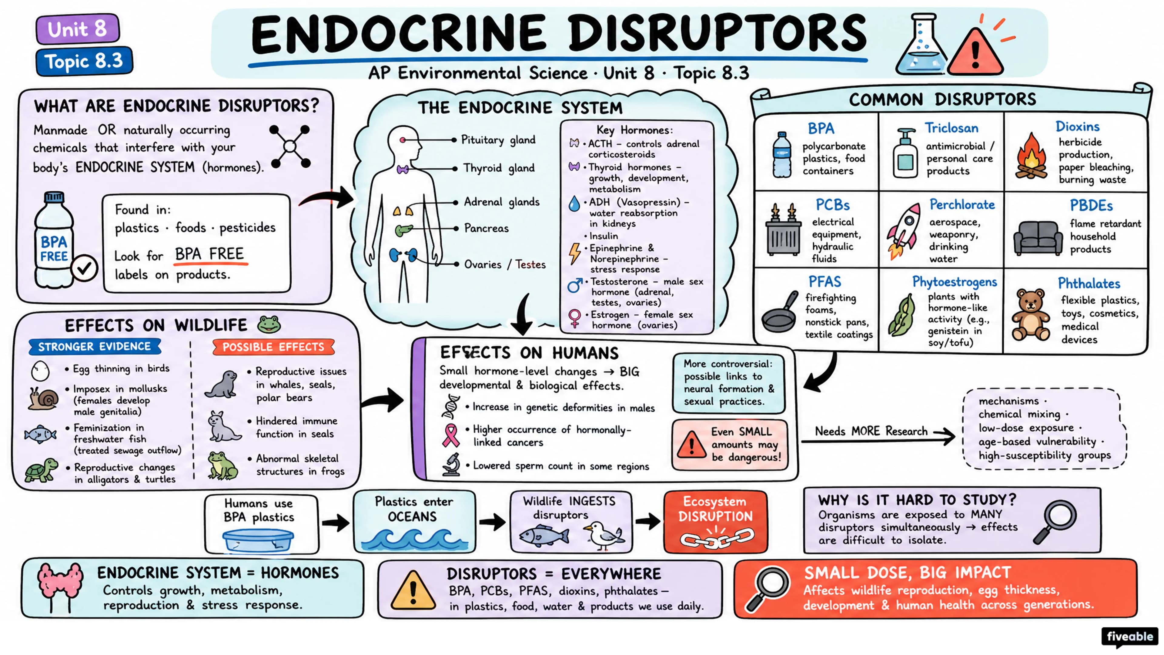 8.3 Endocrine Disruptors - AP Environmental Science - Unit 8 visual cheatsheet