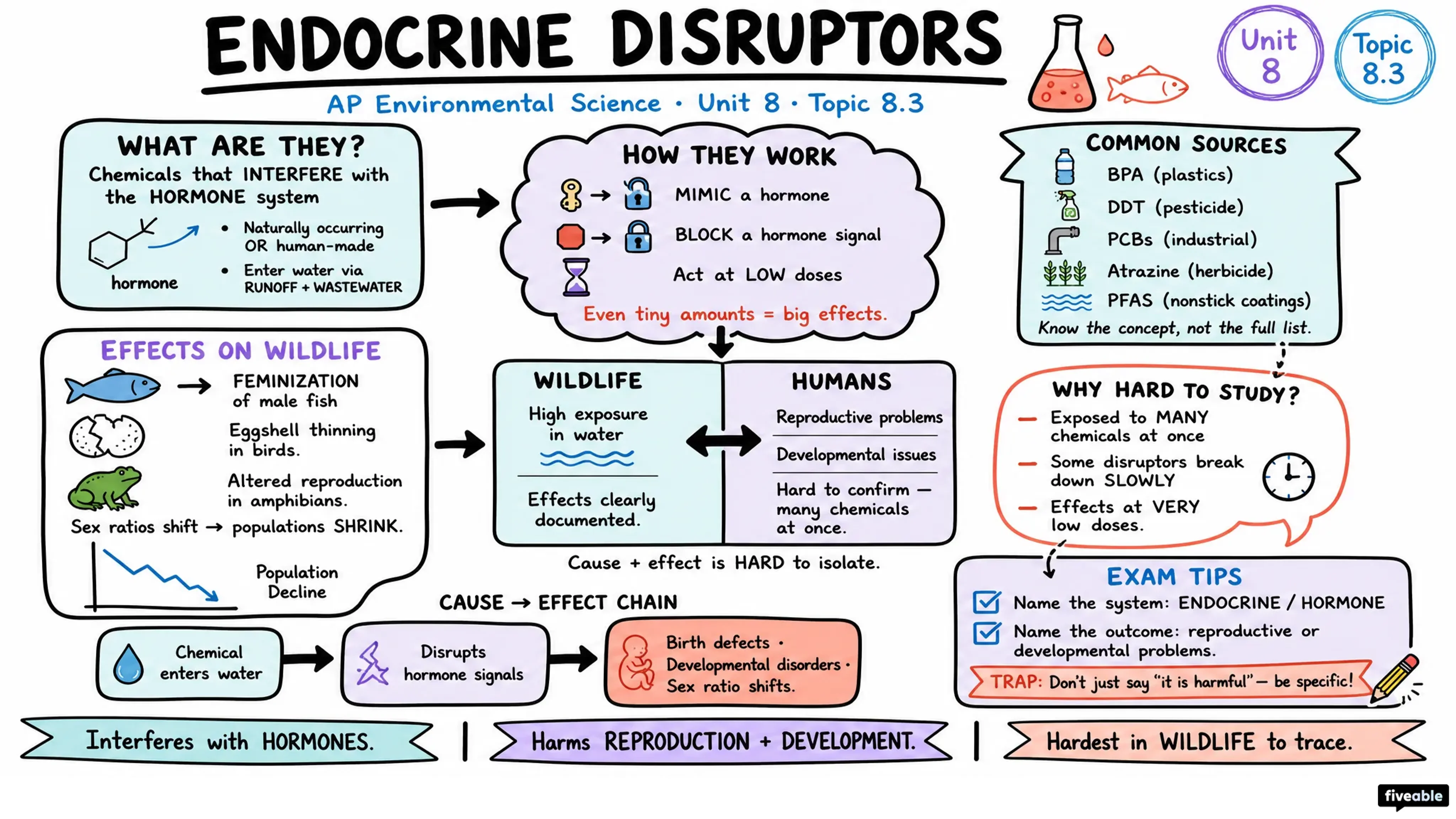 8.3 Endocrine Disruptors - AP Environmental Science - Unit 8 visual cheatsheet