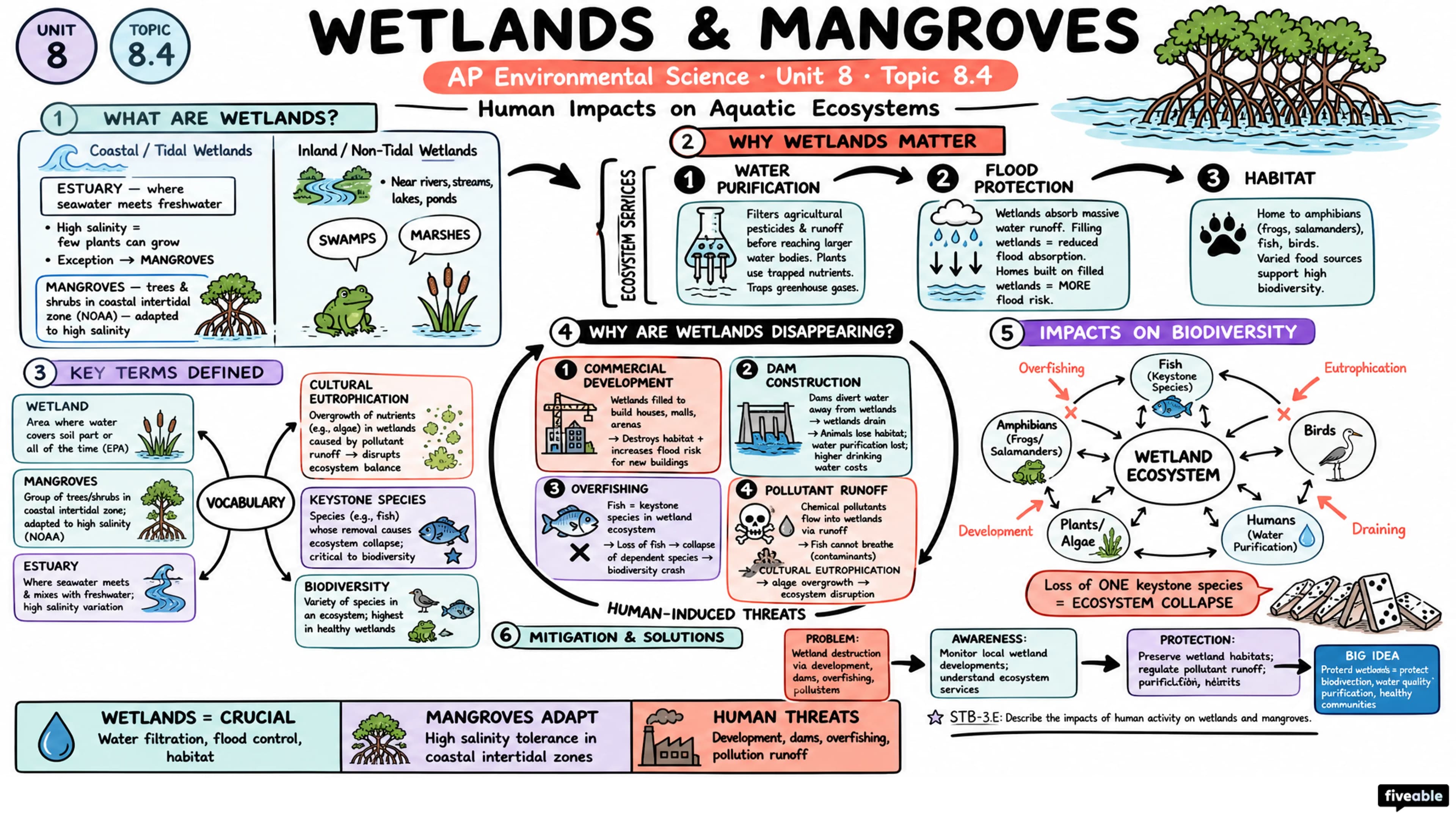 8.4 Human Impacts on Wetlands and Mangroves - AP Environmental Science - Unit 8 visual cheatsheet