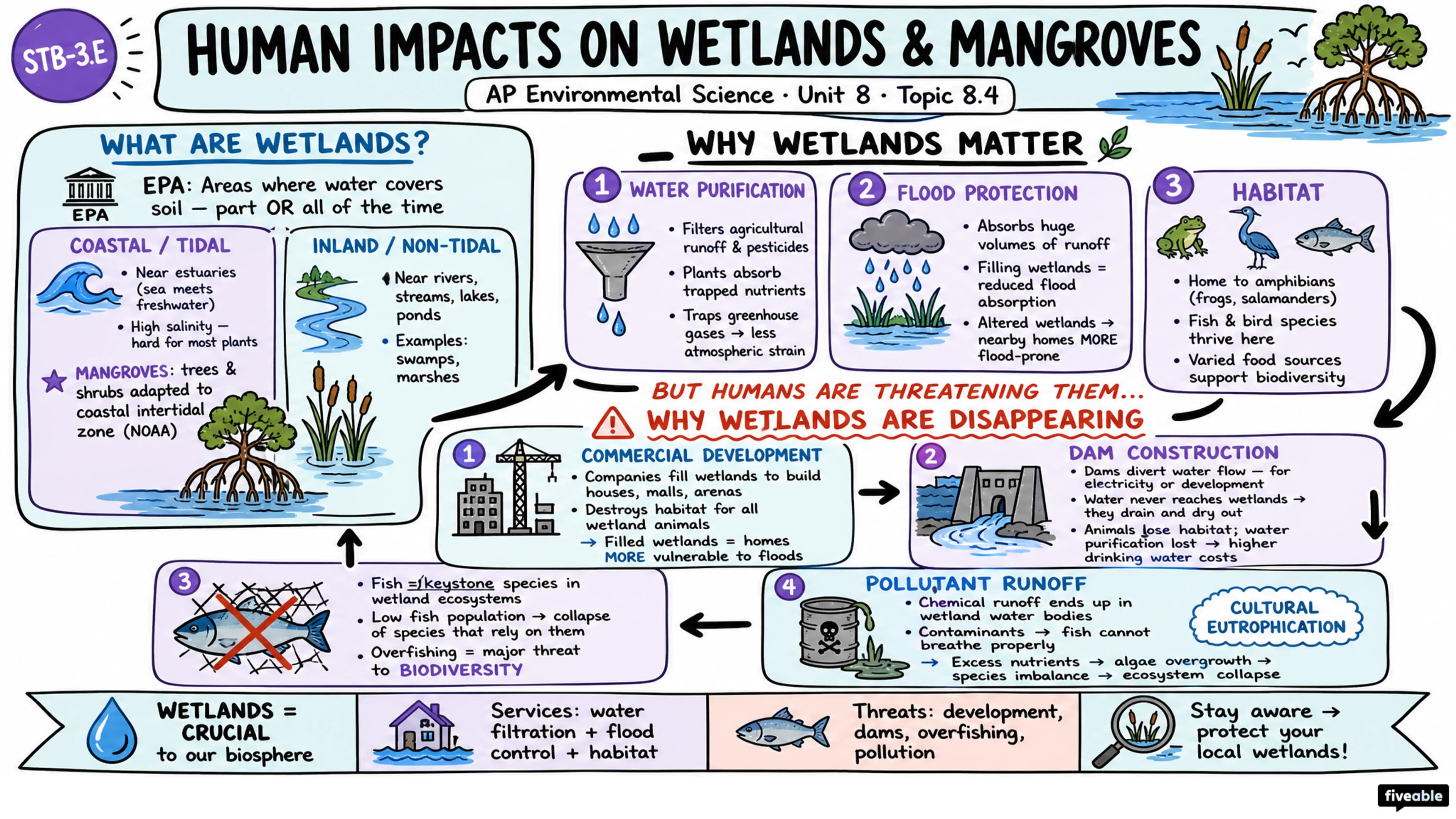 8.4 Human Impacts on Wetlands and Mangroves - AP Environmental Science - Unit 8 visual cheatsheet