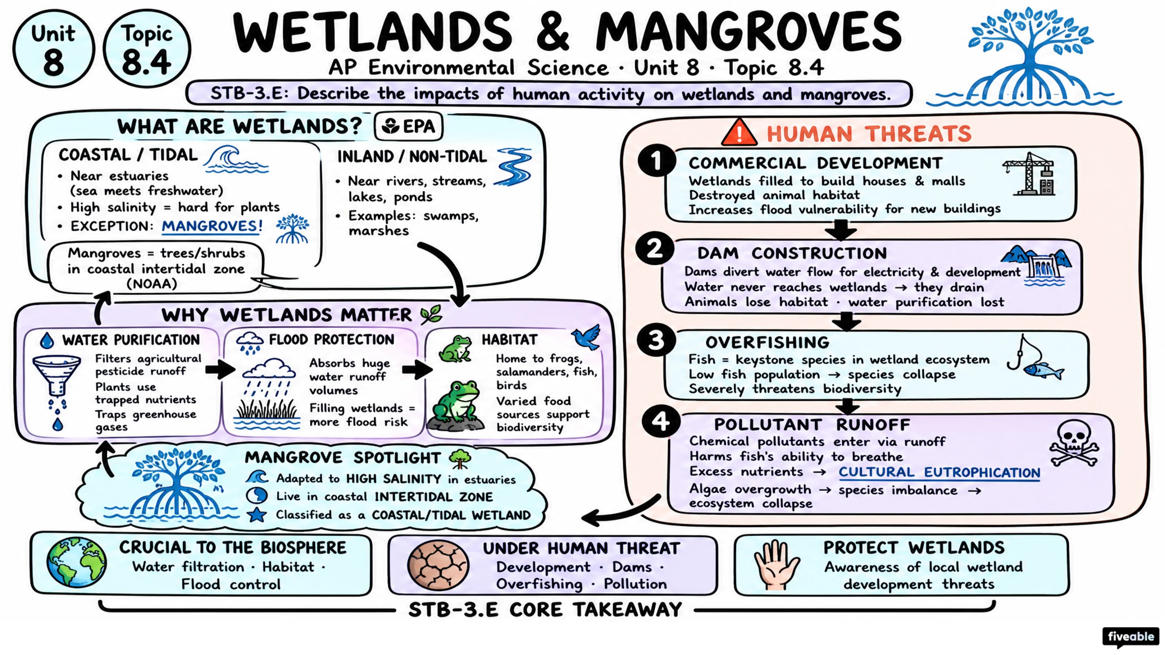 8.4 Human Impacts on Wetlands and Mangroves - AP Environmental Science - Unit 8 visual cheatsheet