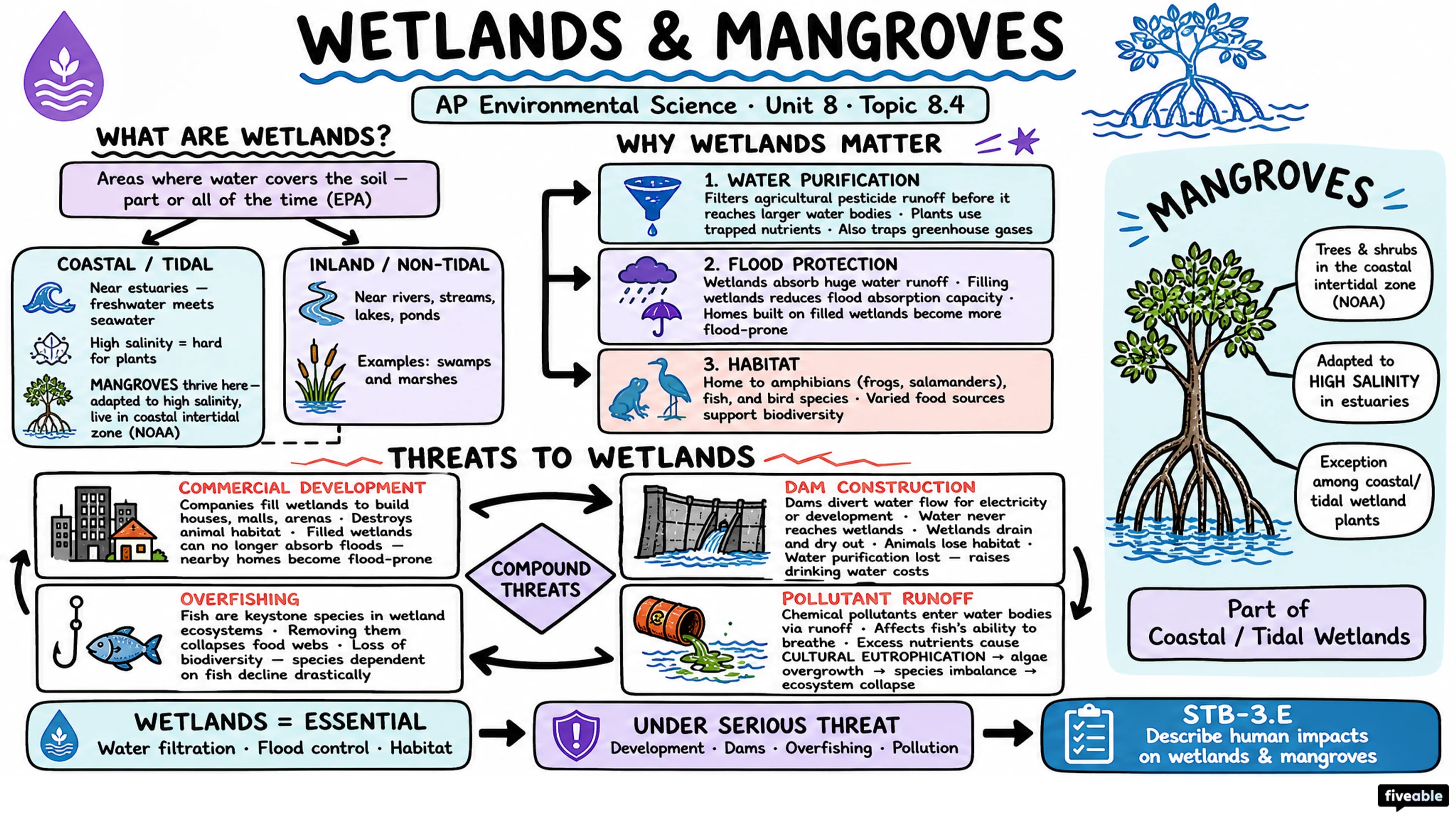 8.4 Human Impacts on Wetlands and Mangroves - AP Environmental Science - Unit 8 visual cheatsheet
