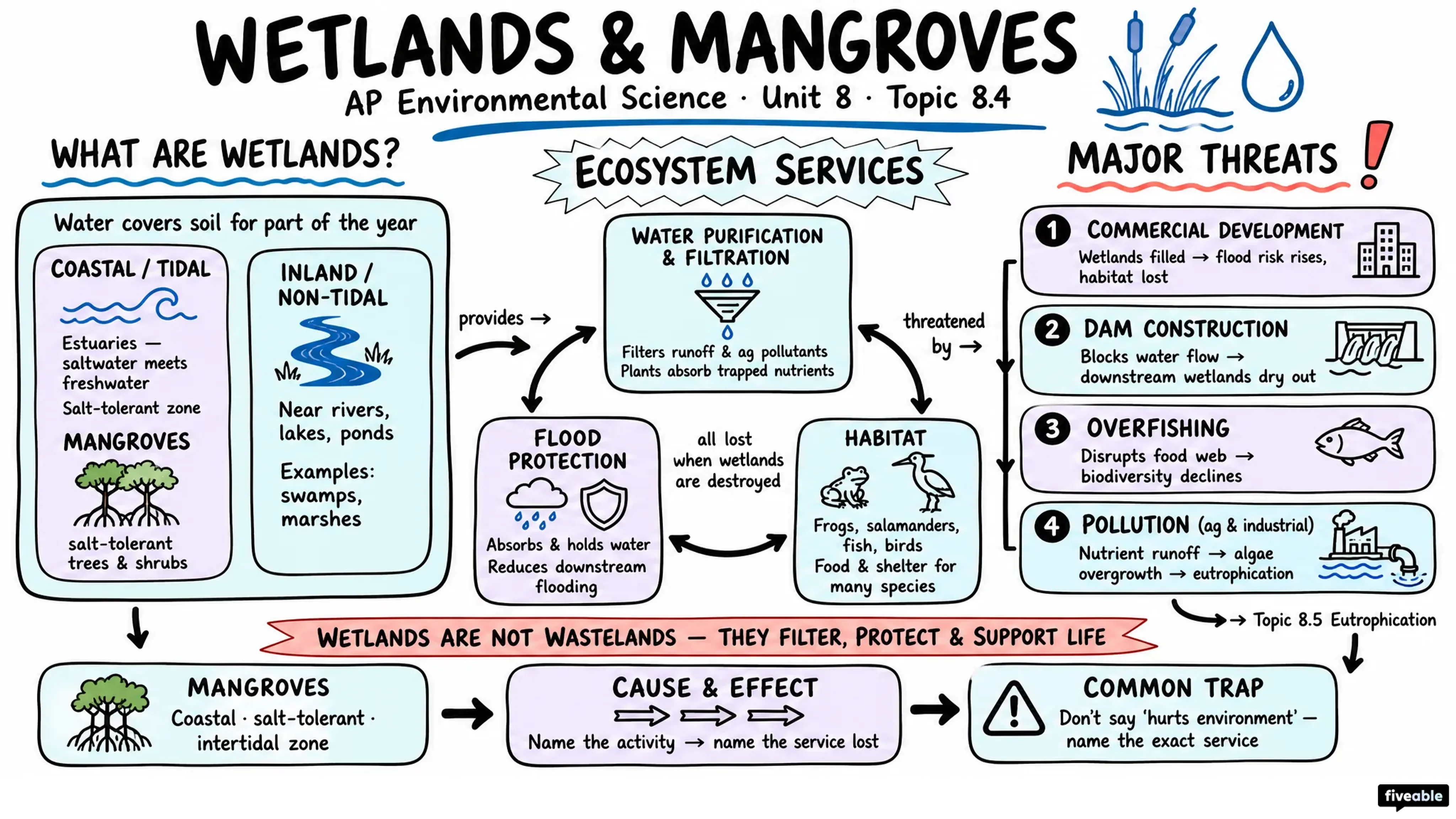 8.4 Human Impacts on Wetlands and Mangroves - AP Environmental Science - Unit 8 visual cheatsheet