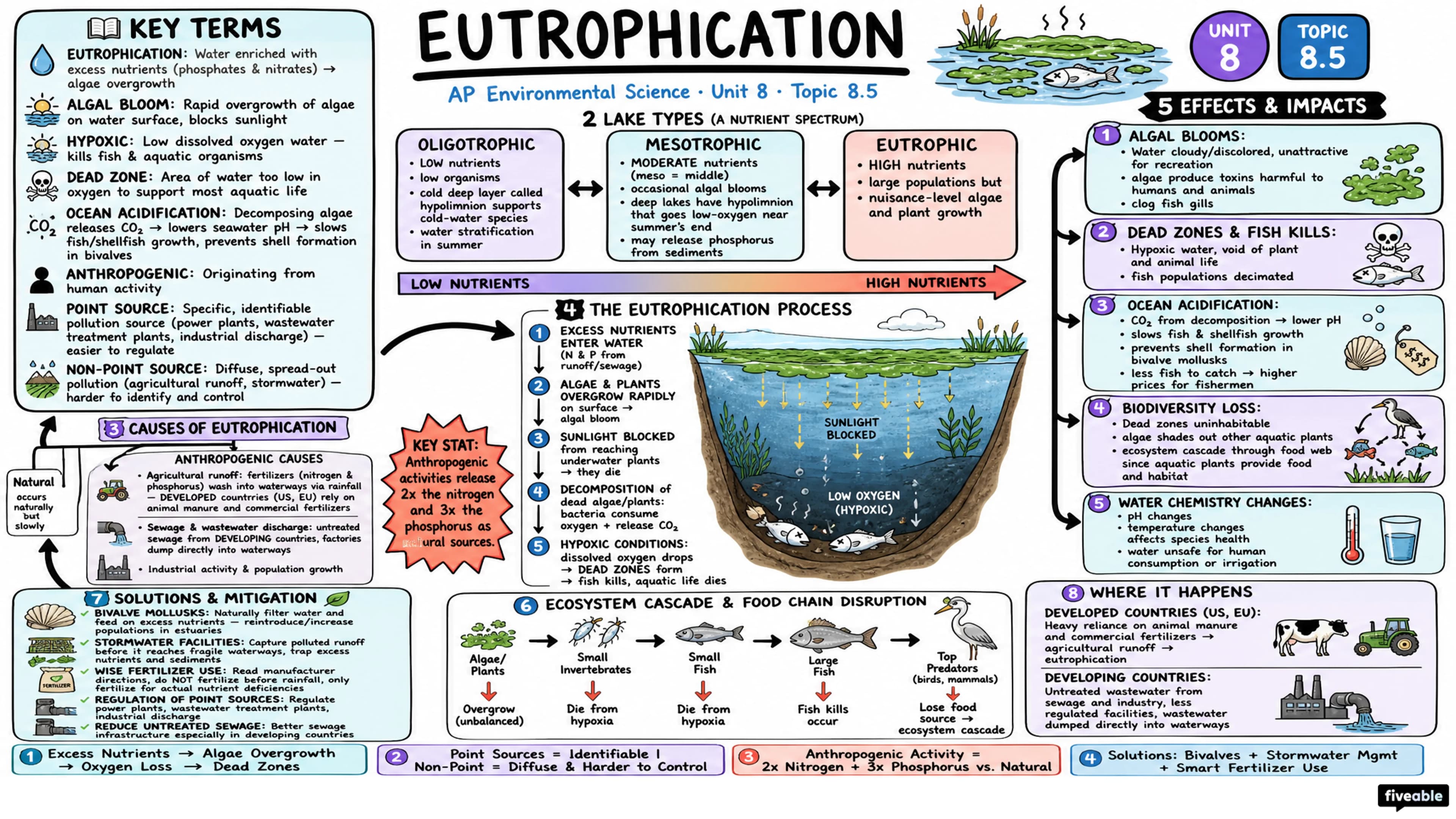 8.5 Eutrophication - AP Environmental Science - Unit 8 visual cheatsheet