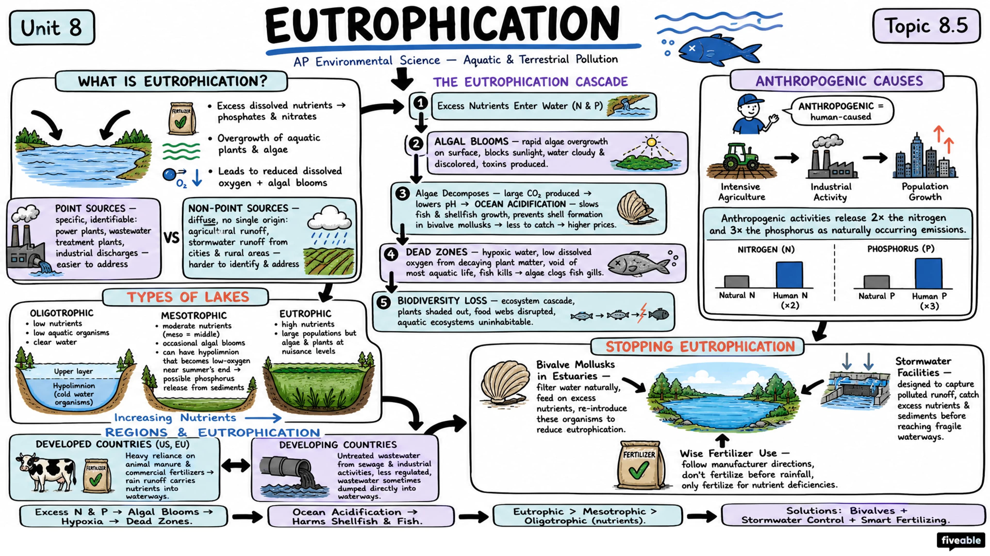 8.5 Eutrophication - AP Environmental Science - Unit 8 visual cheatsheet