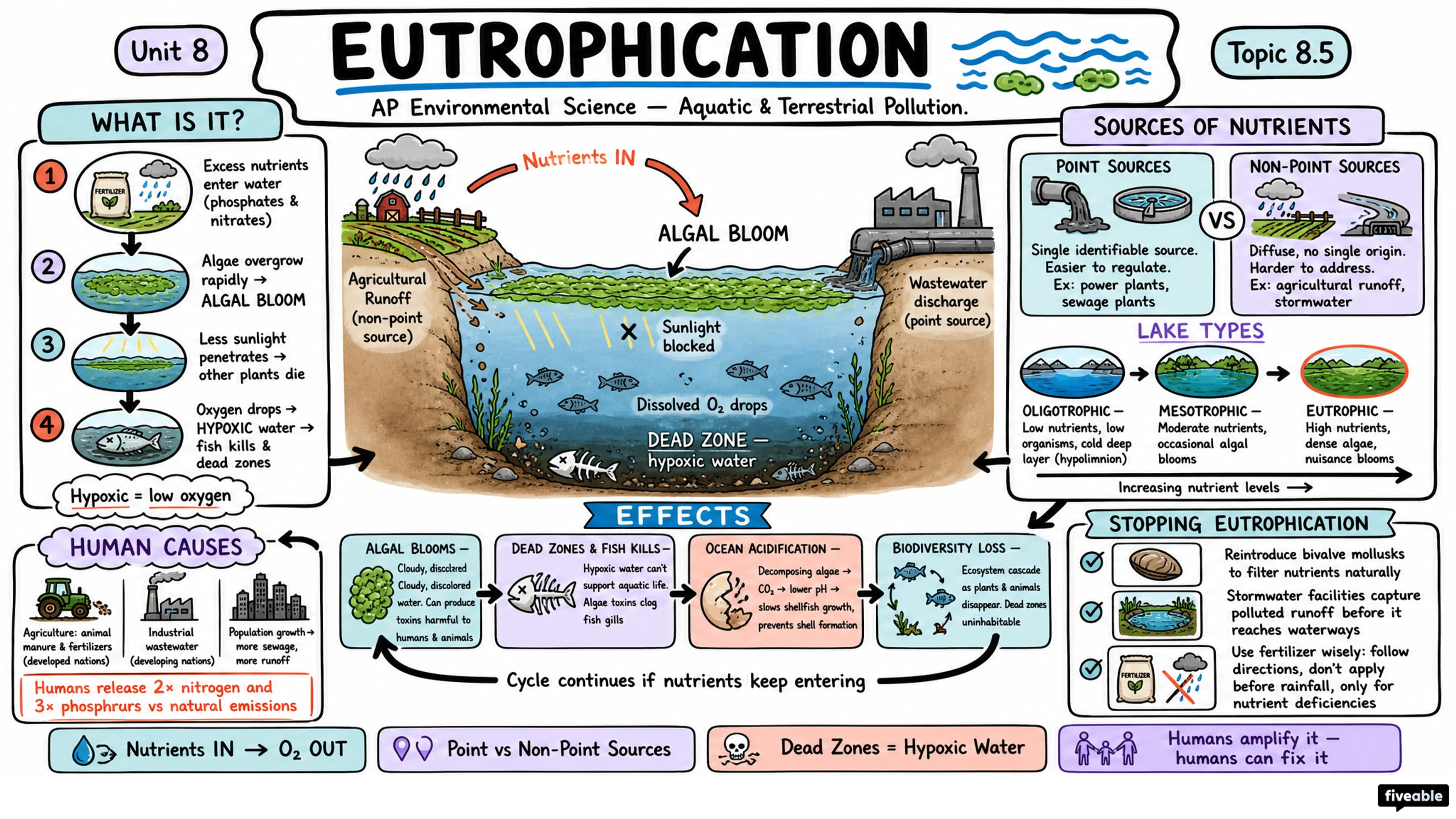 8.5 Eutrophication - AP Environmental Science - Unit 8 visual cheatsheet