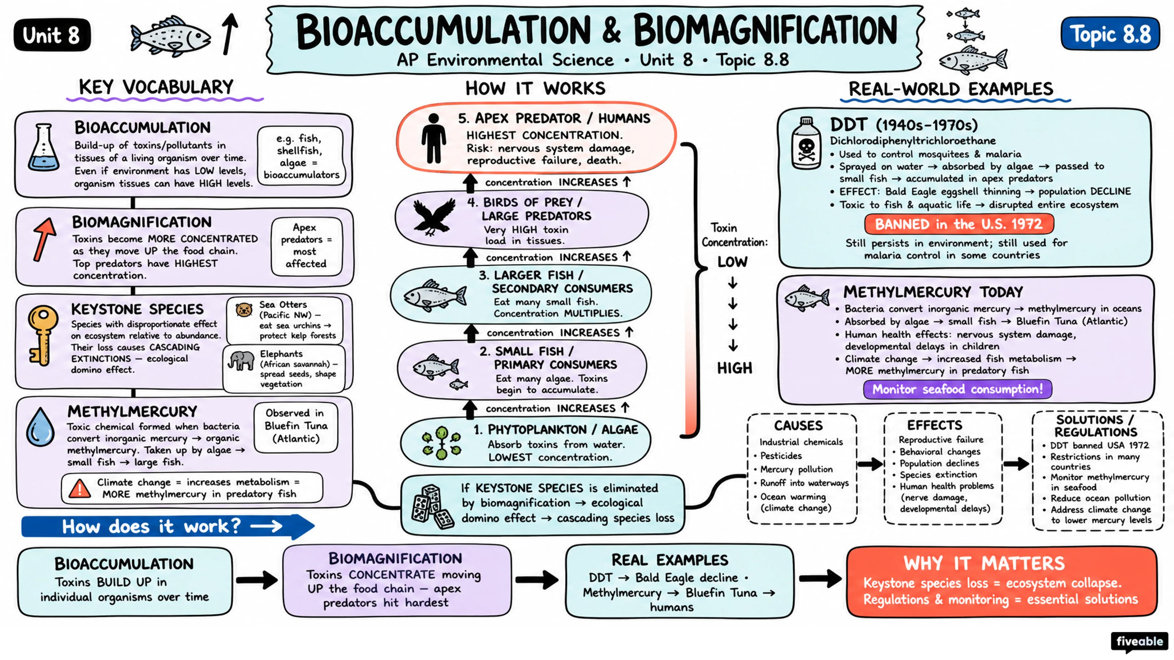 8.8 Bioaccumulation and Biomagnification - AP Environmental Science - Unit 8 visual cheatsheet