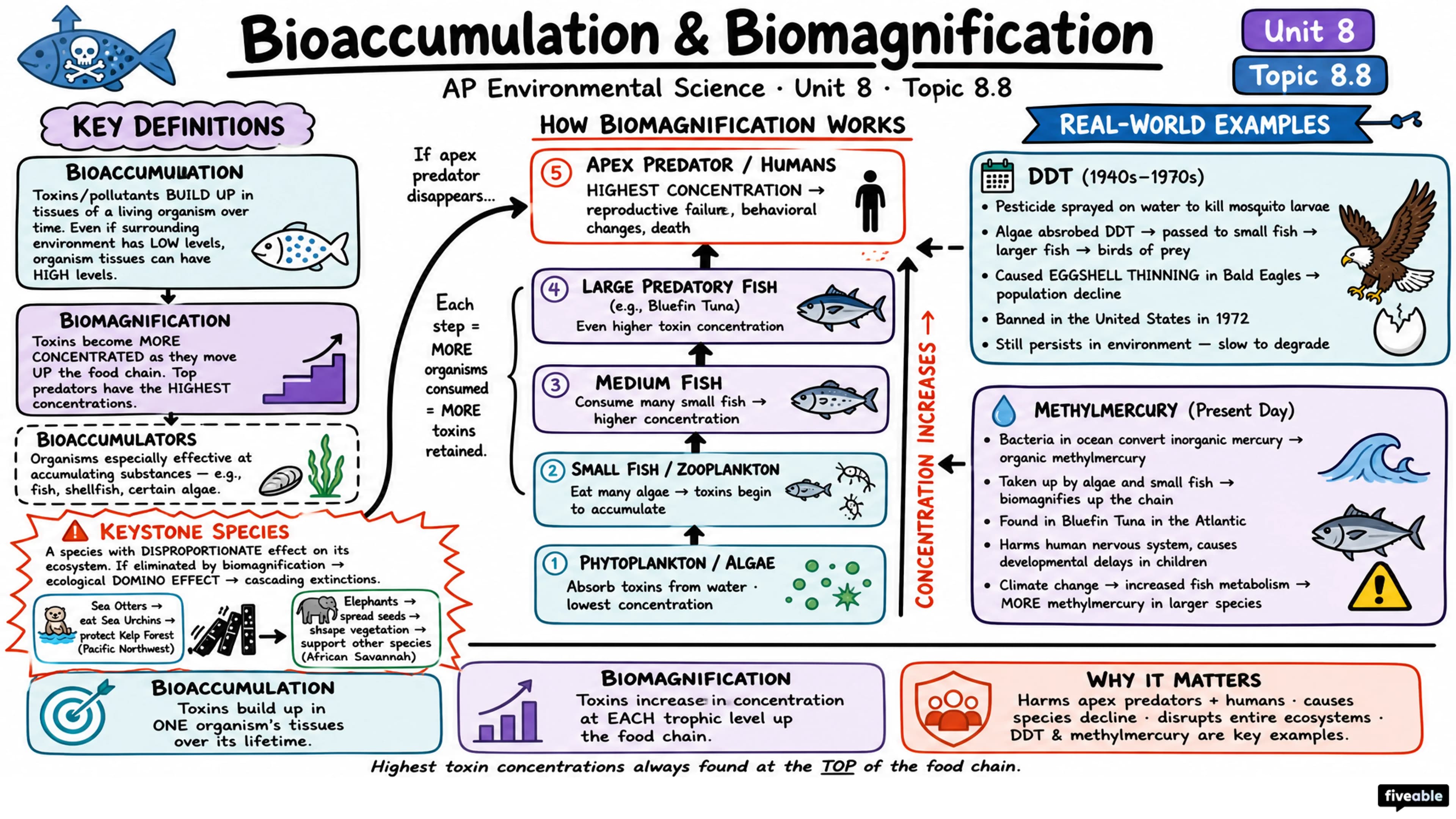 8.8 Bioaccumulation and Biomagnification - AP Environmental Science - Unit 8 visual cheatsheet