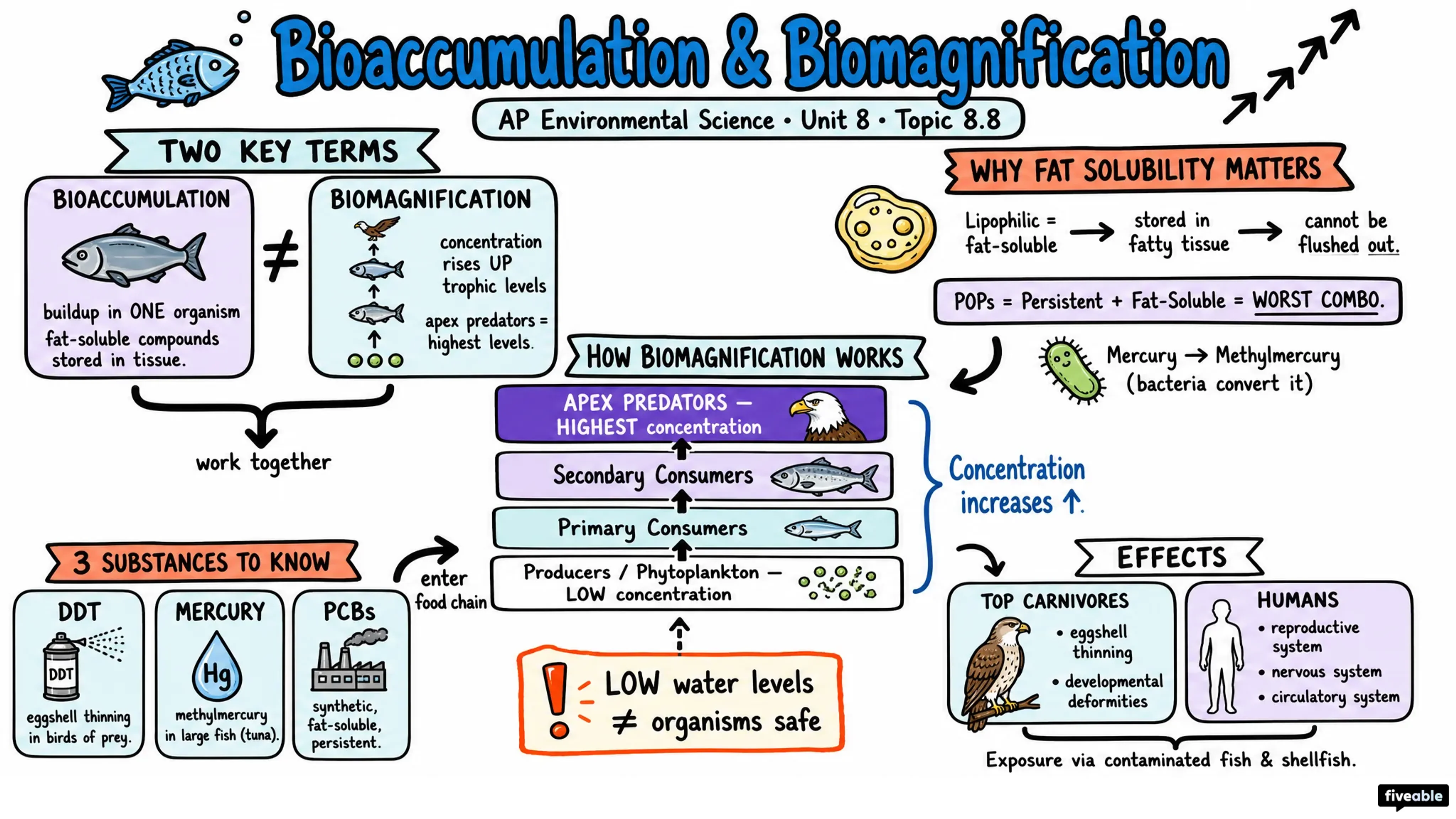 8.8 Bioaccumulation and Biomagnification - AP Environmental Science - Unit 8 visual cheatsheet