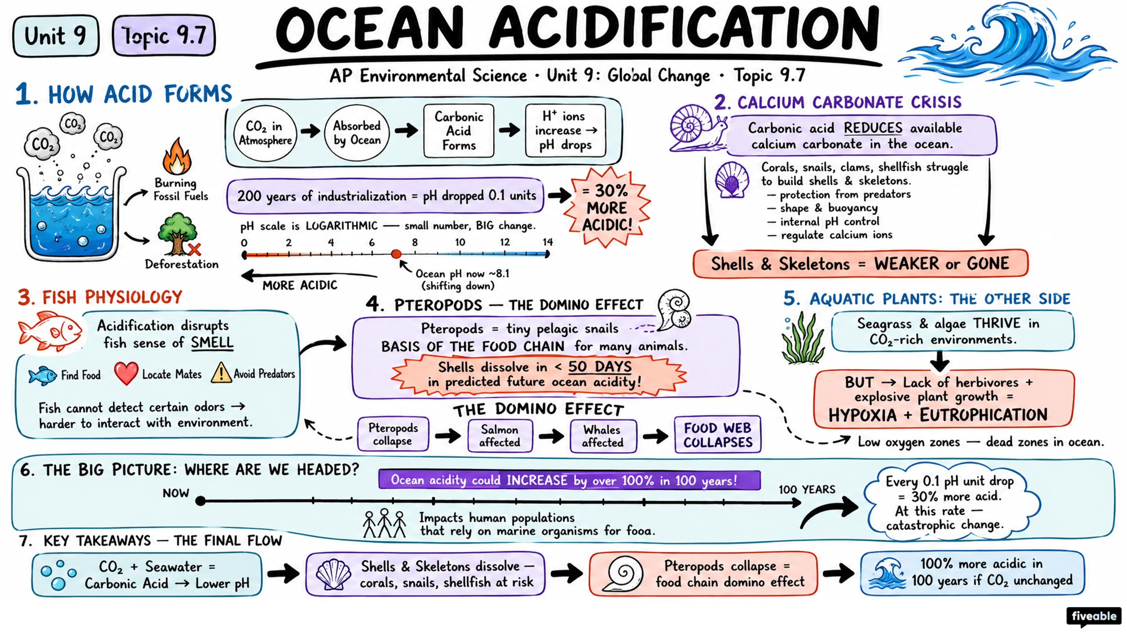 9.7 Ocean Acidification - AP Environmental Science - Unit 9 visual cheatsheet