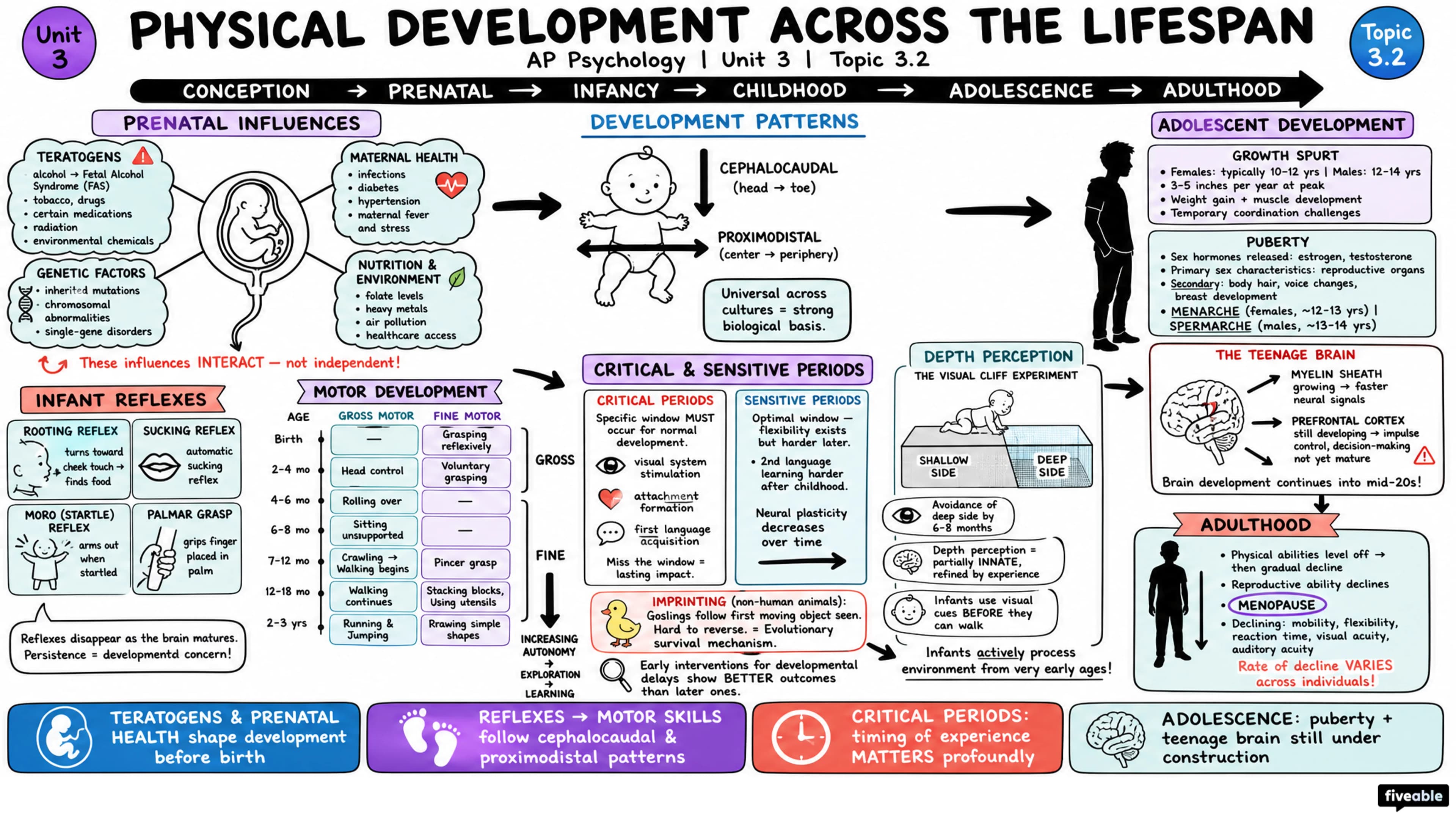 3.2 Physical Development Across the Lifespan - AP Psychology - Unit 3 visual cheatsheet