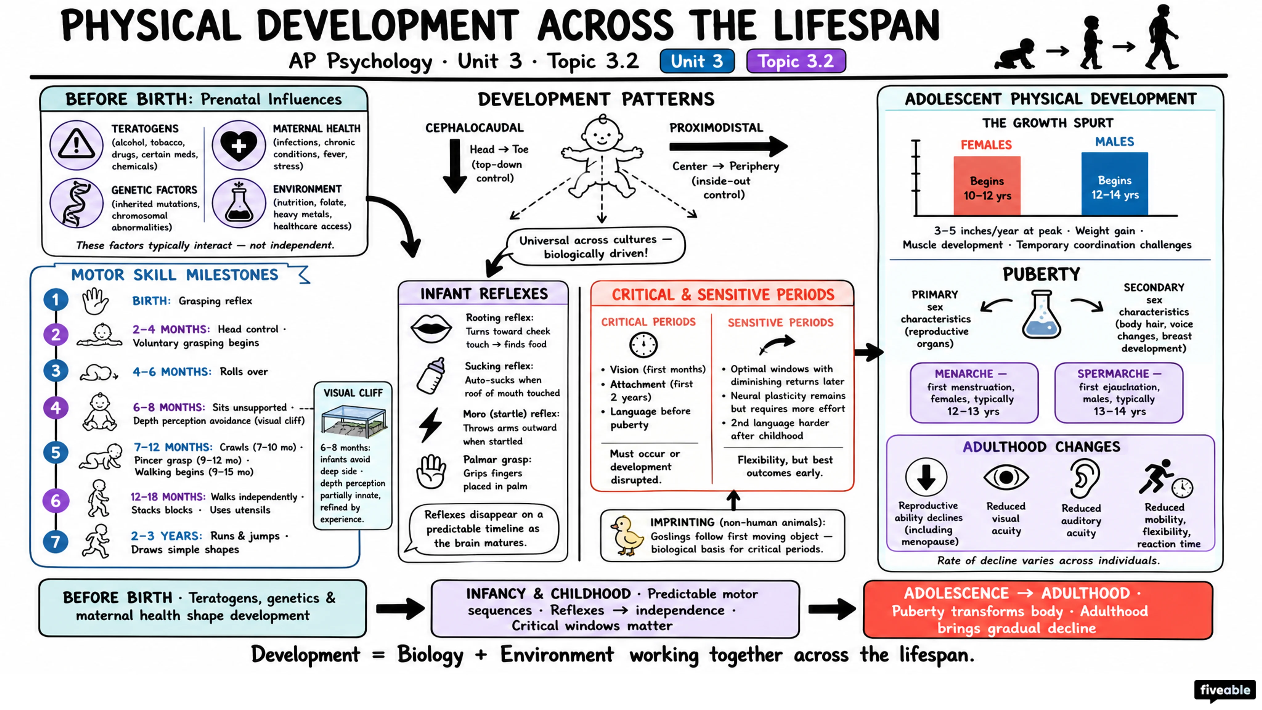 3.2 Physical Development Across the Lifespan - AP Psychology - Unit 3 visual cheatsheet