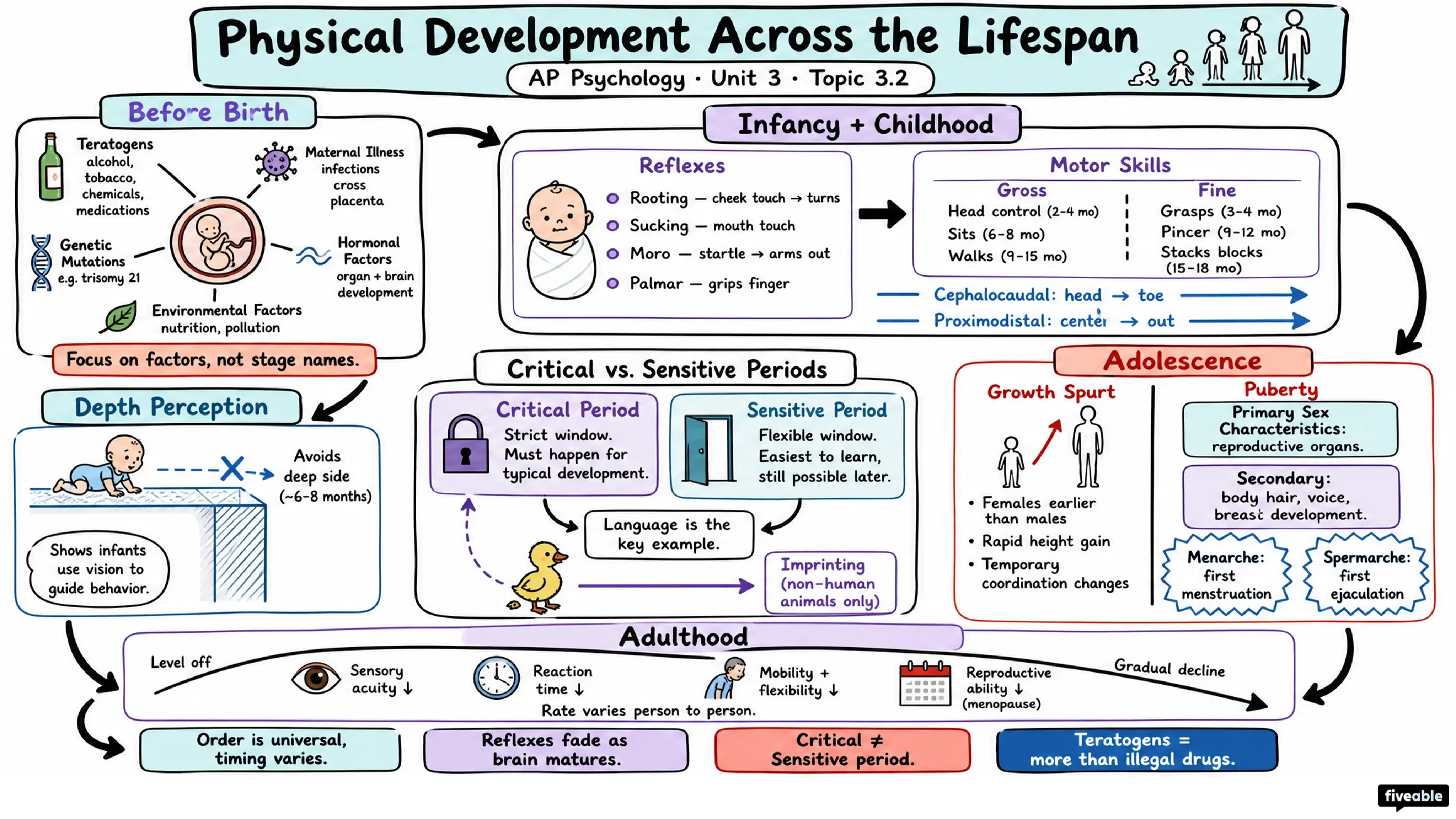 3.2 Physical Development Across the Lifespan - AP Psychology - Unit 3 visual cheatsheet
