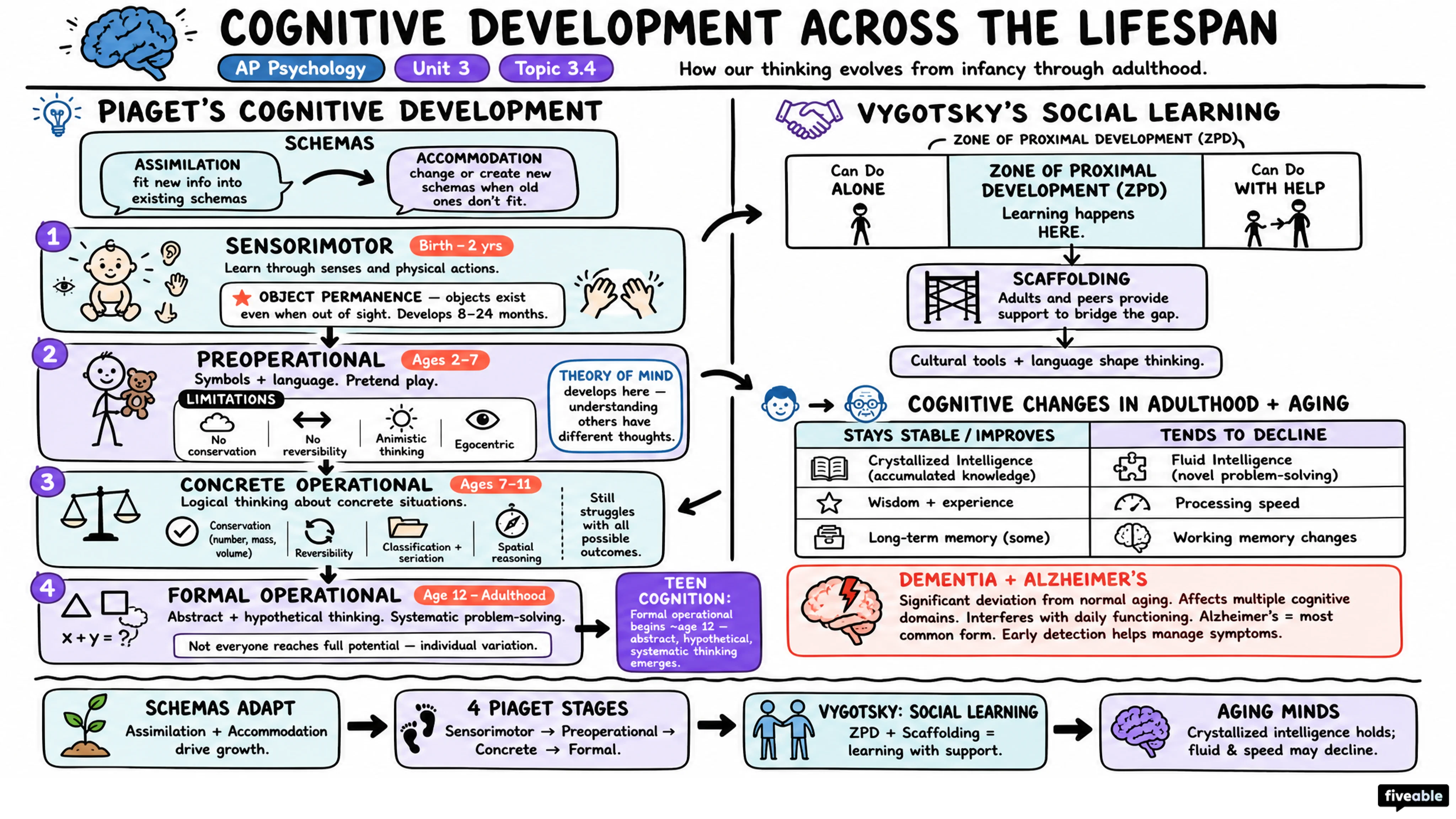 3.4 Cognitive Development Across the Lifespan - AP Psychology - Unit 3 visual cheatsheet