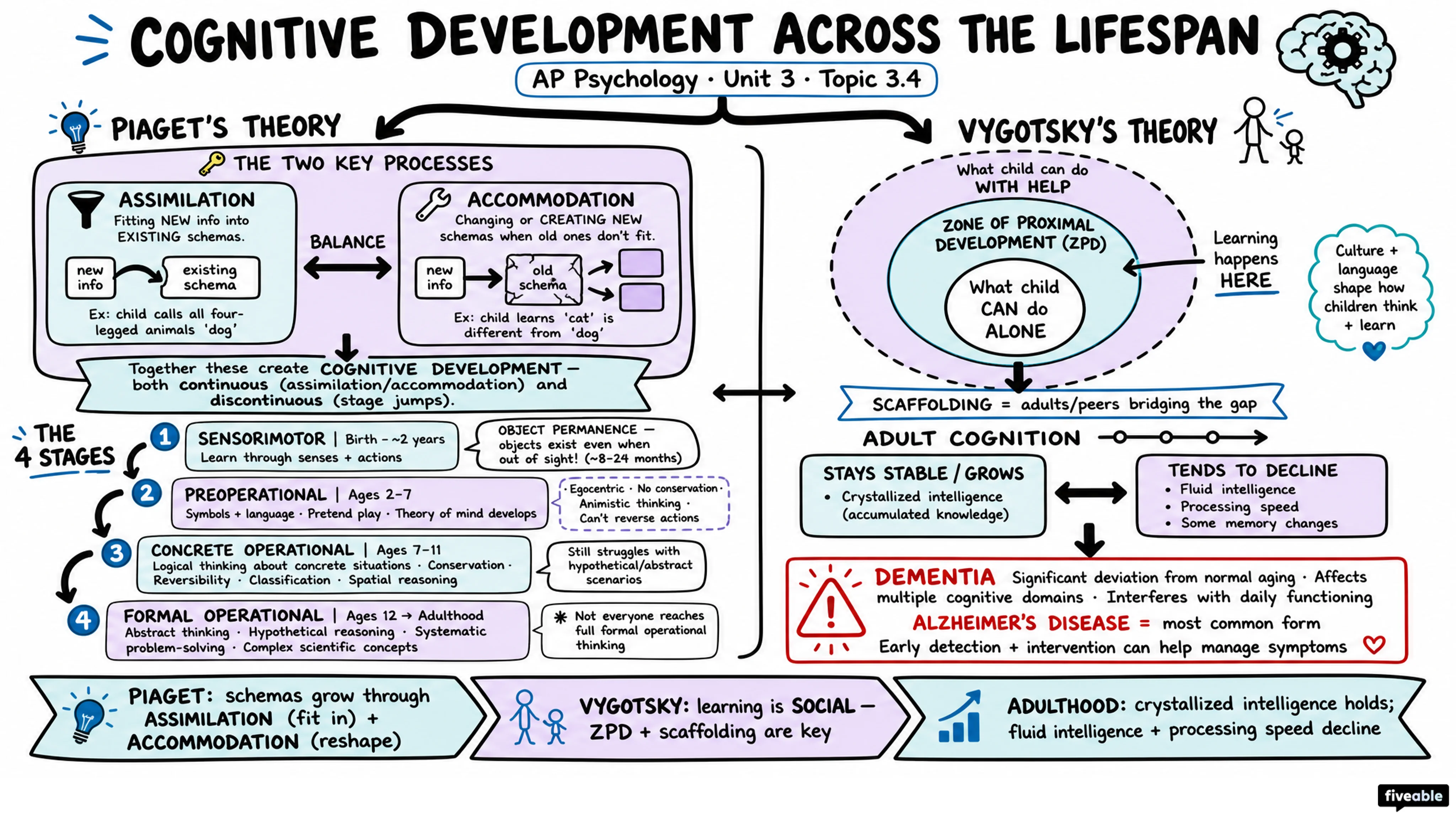 3.4 Cognitive Development Across the Lifespan - AP Psychology - Unit 3 visual cheatsheet