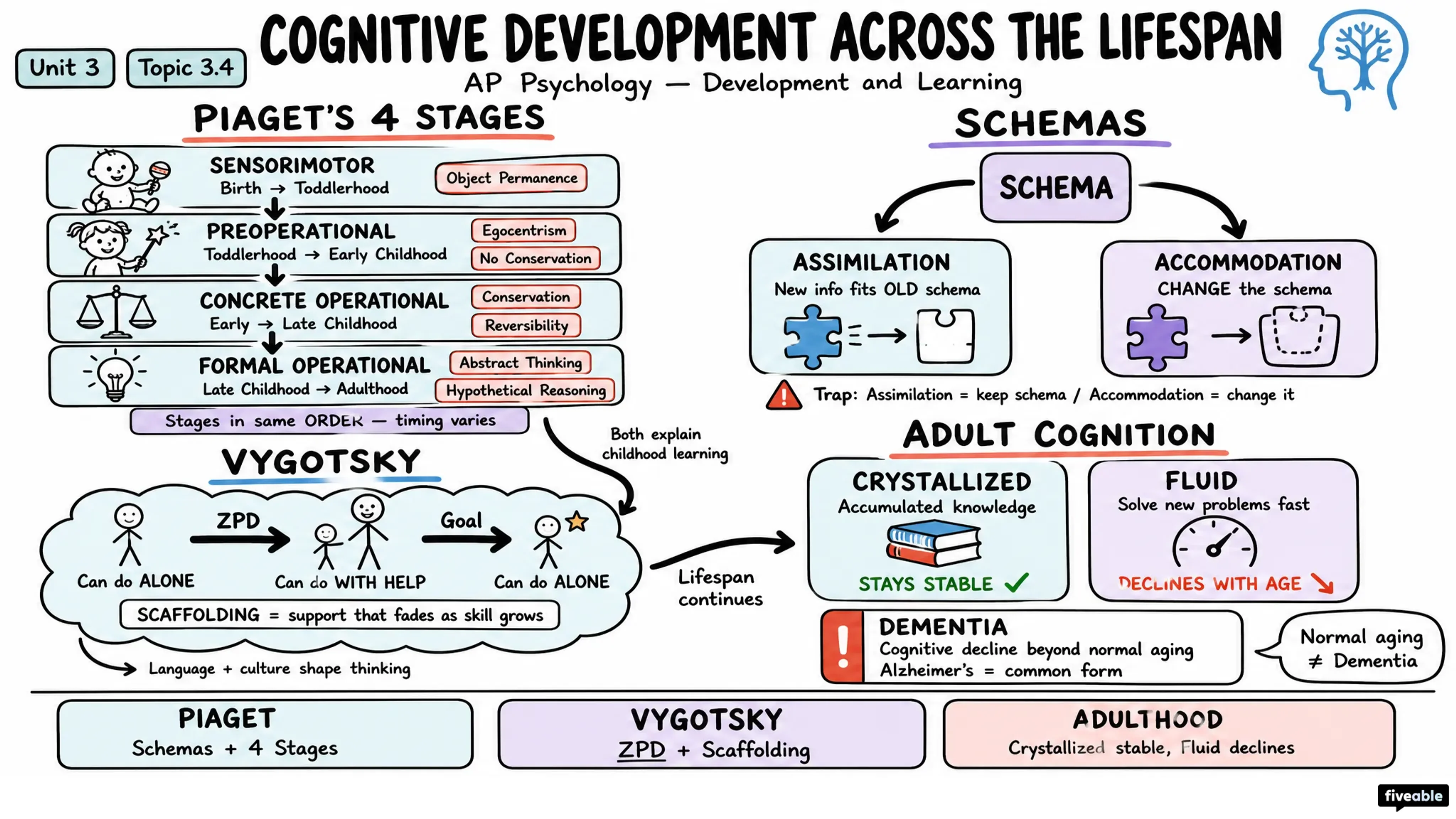 3.4 Cognitive Development Across the Lifespan - AP Psychology - Unit 3 visual cheatsheet