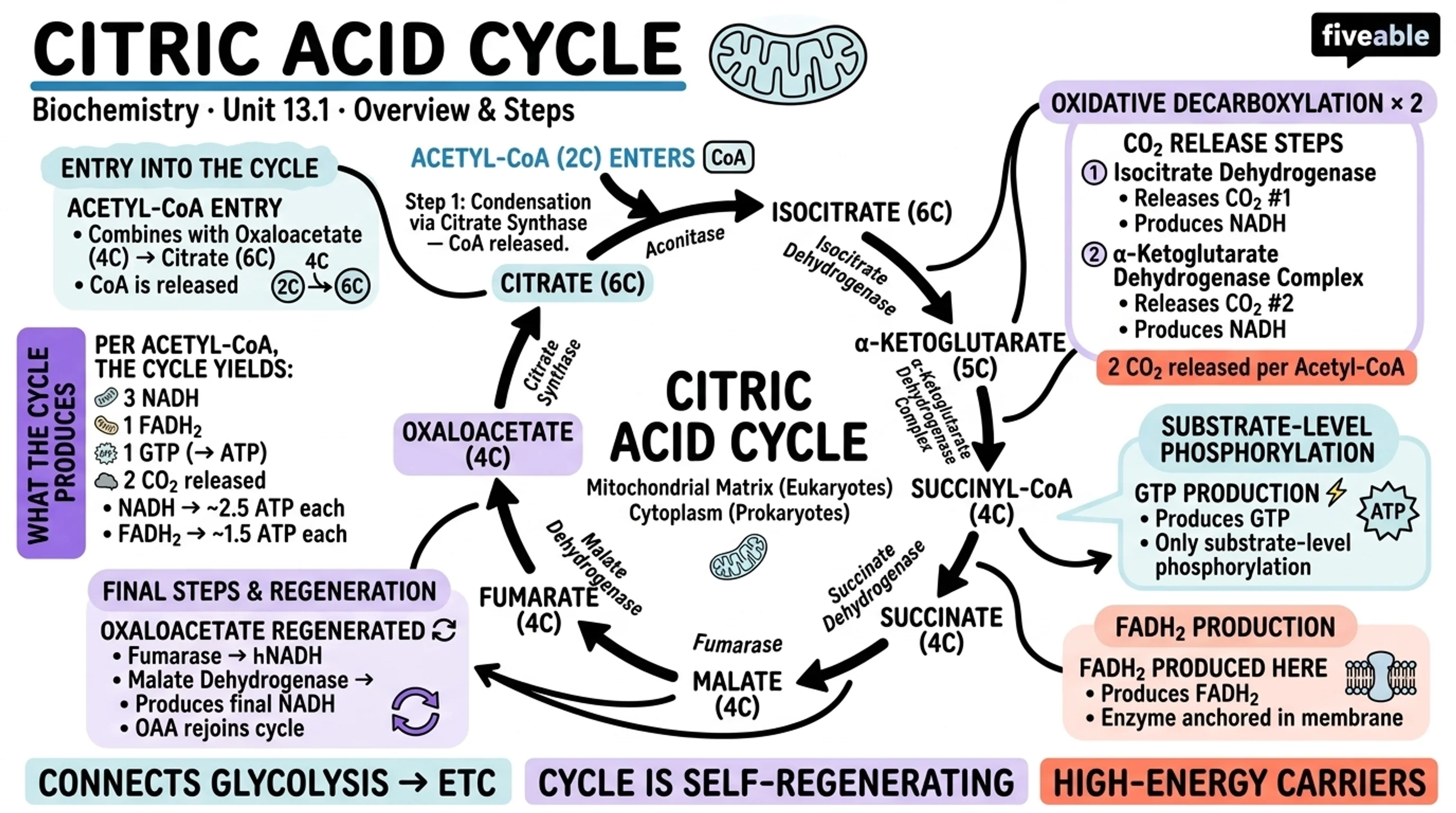 13.1 Overview and Steps of the Citric Acid Cycle - Biochemistry - Unit 13 visual cheatsheet