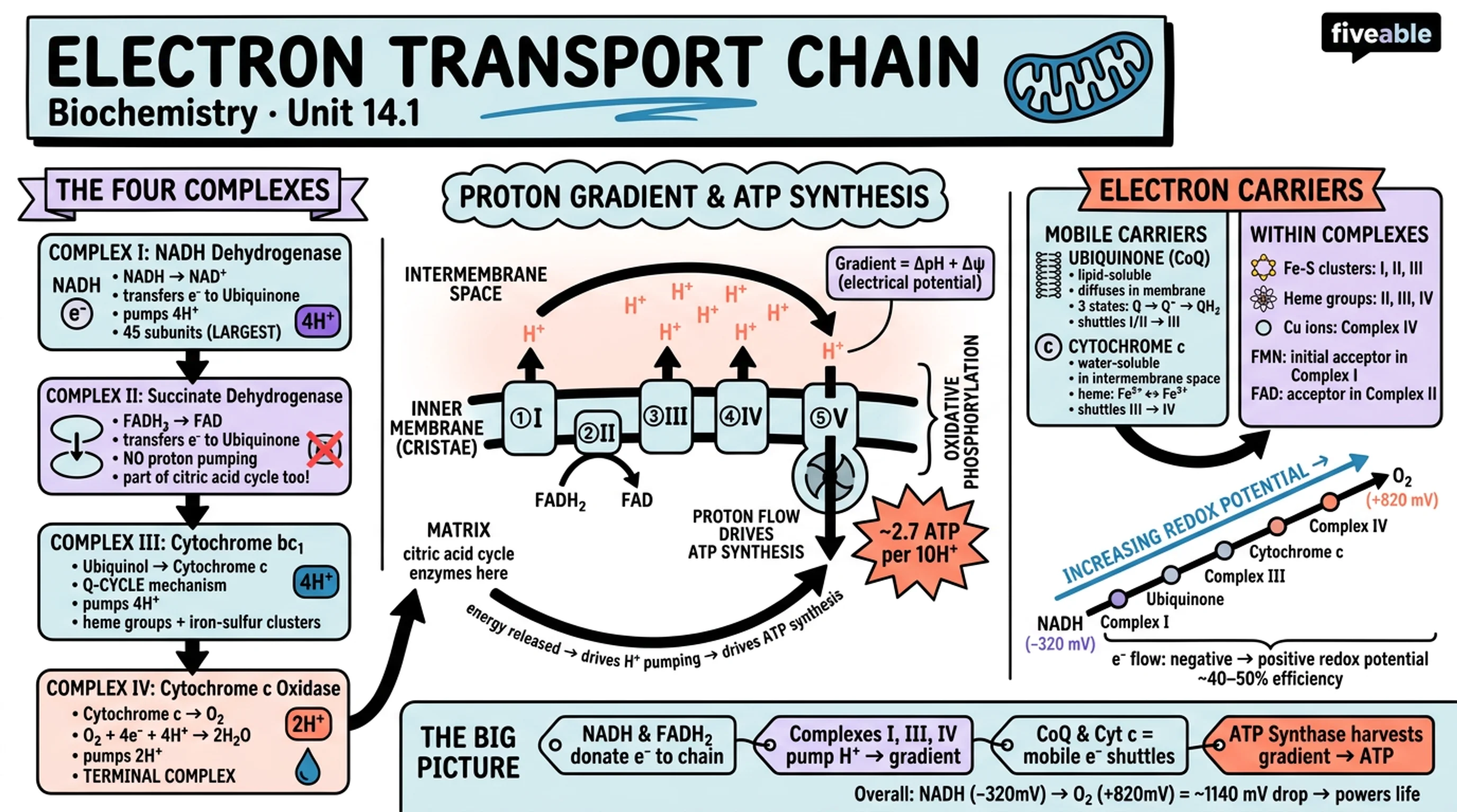 14.1 Electron Transport Chain - Biochemistry - Unit 14 visual cheatsheet