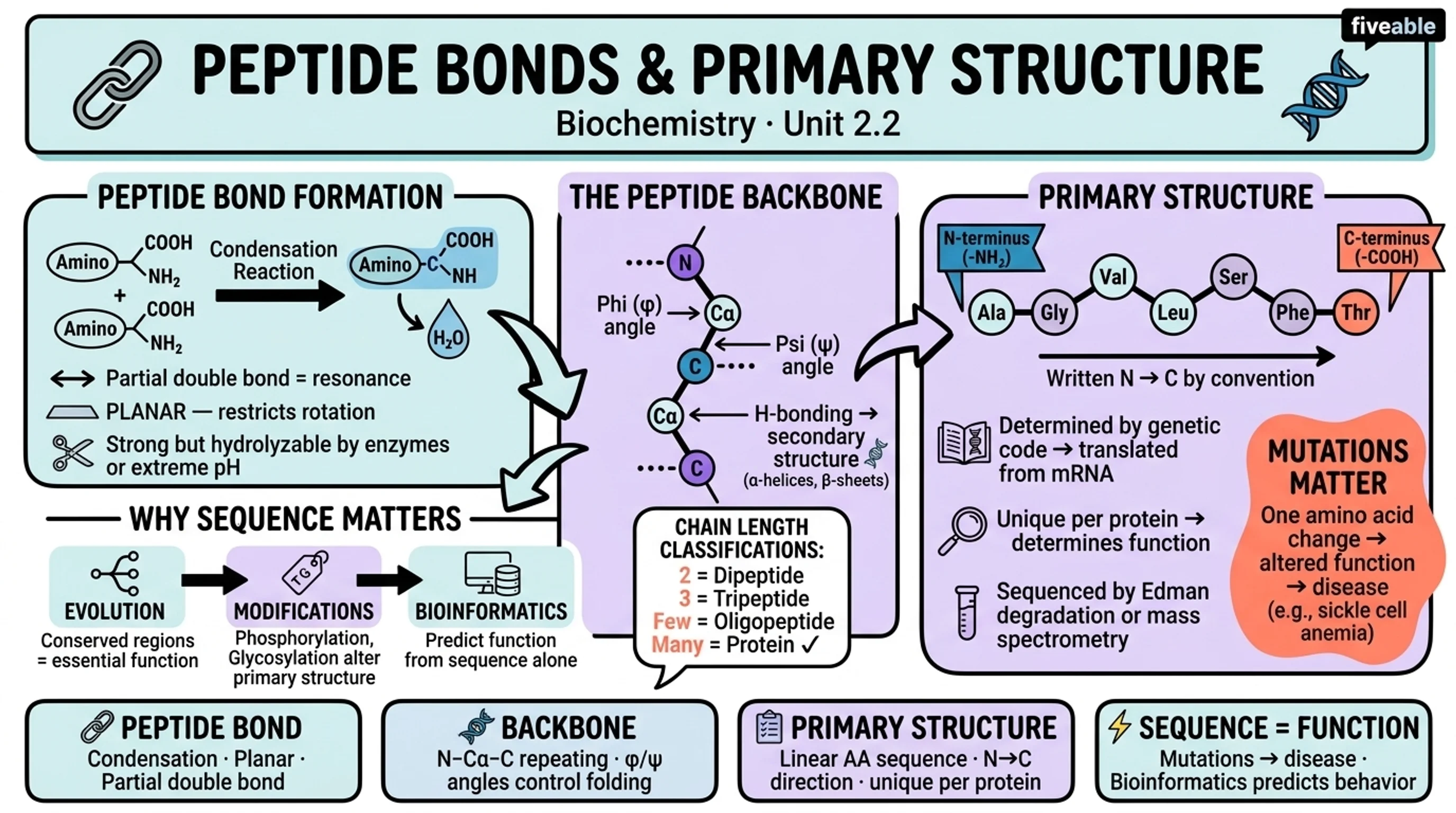 2.2 Peptide Bonds and Primary Structure - Biochemistry - Unit 2 visual cheatsheet