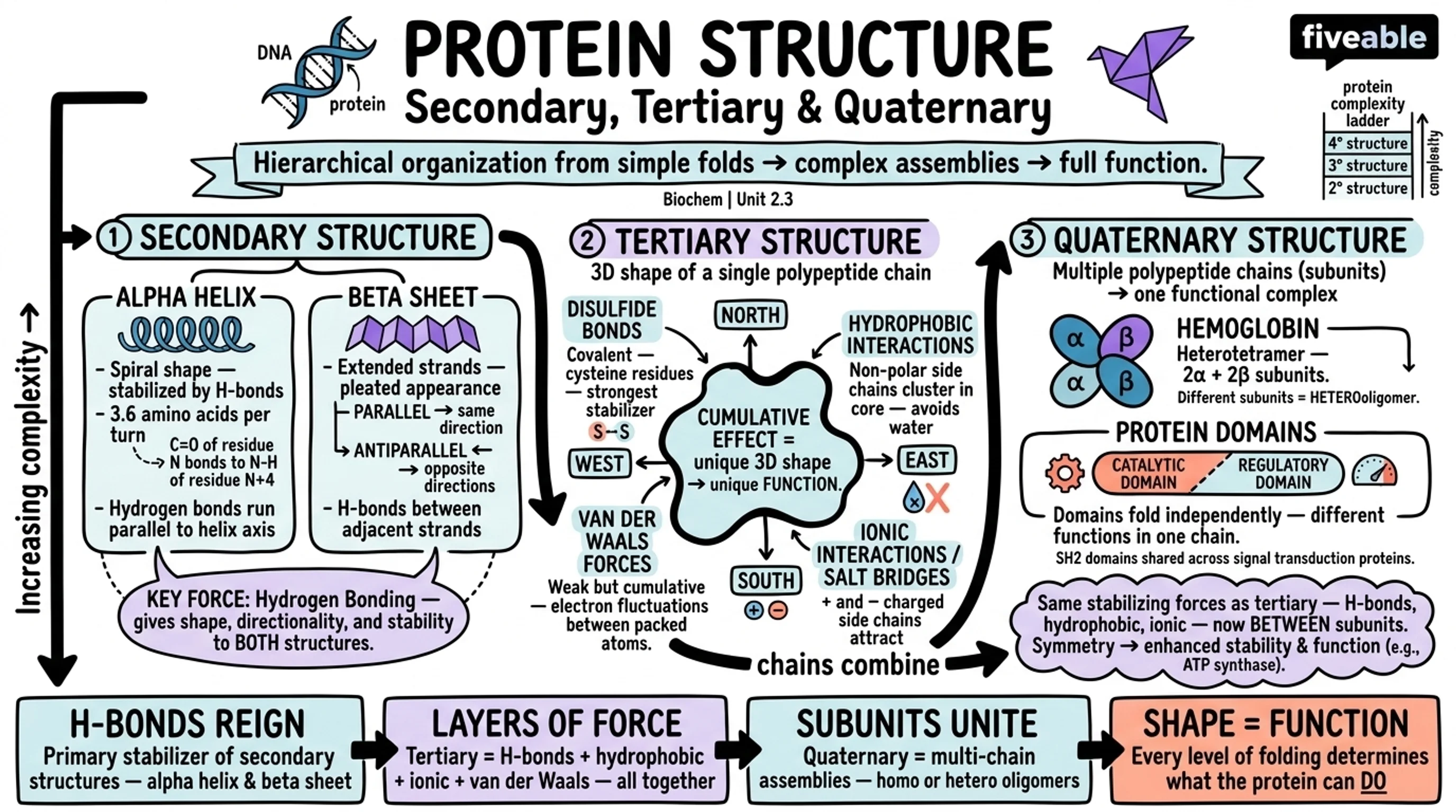 2.3 Secondary, Tertiary, and Quaternary Protein Structures - Biochemistry - Unit 2 visual cheatsheet