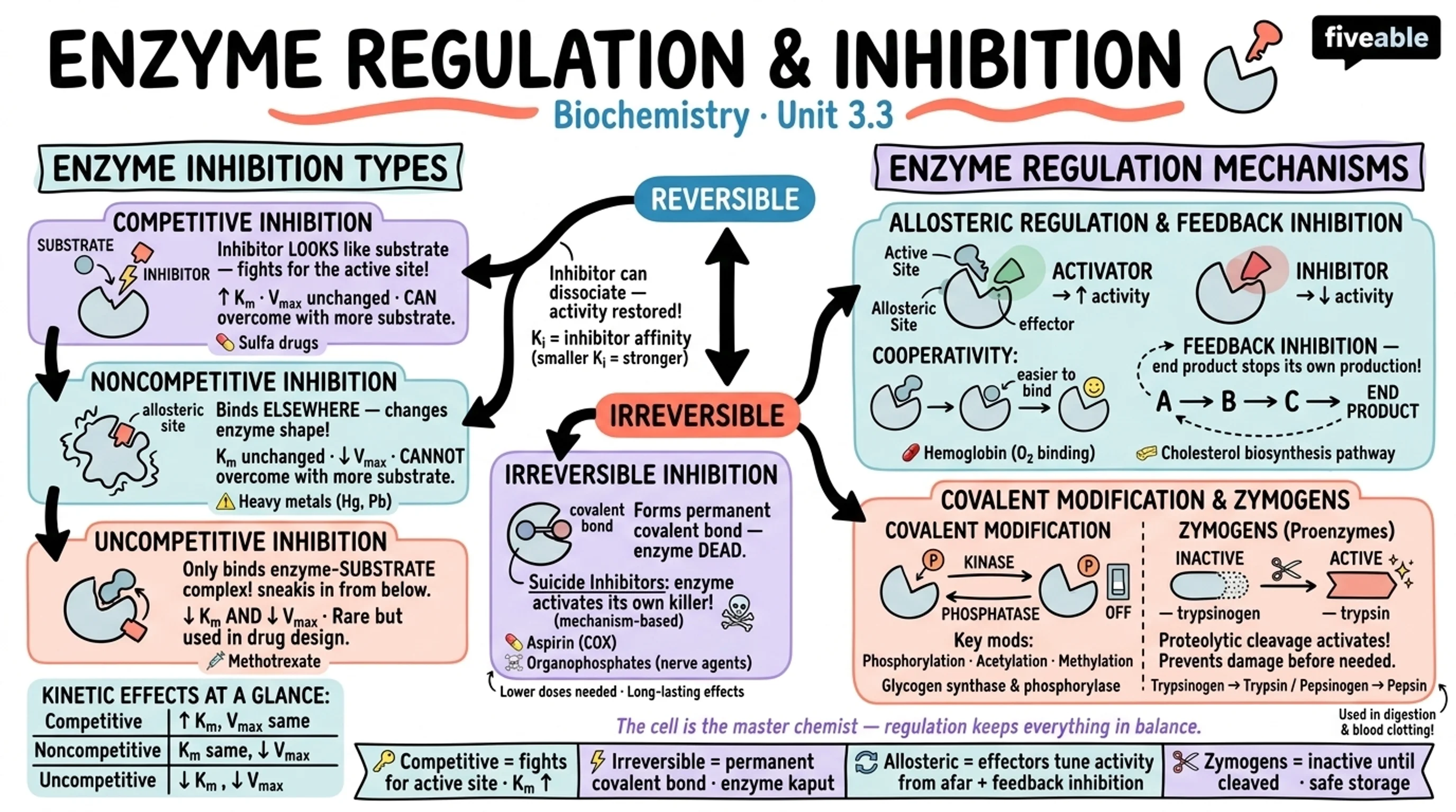 3.3 Enzyme Regulation and Inhibition - Biochemistry - Unit 3 visual cheatsheet
