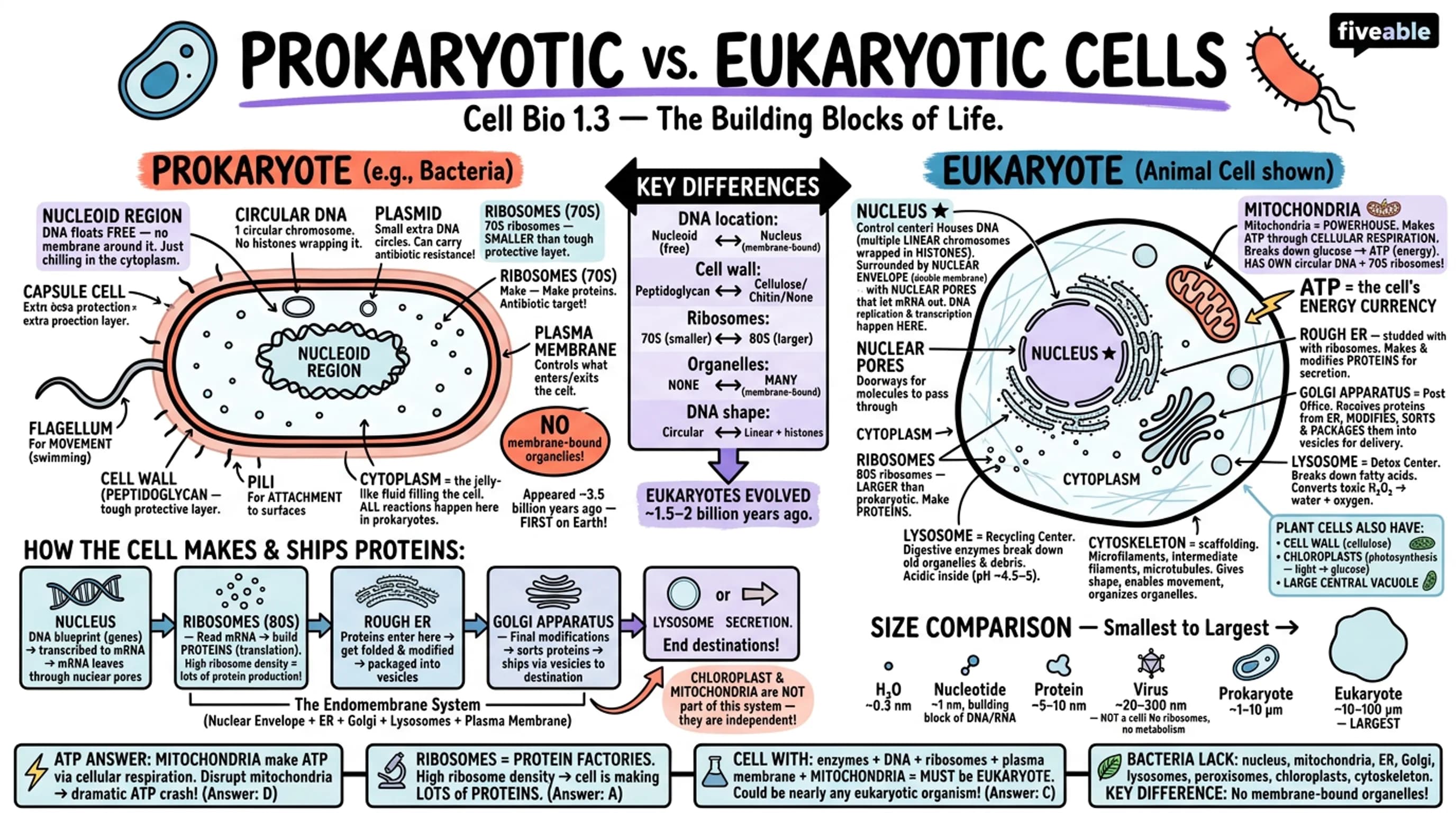 1.3 Prokaryotic and eukaryotic cell structure - Cell Biology - Unit 1 visual cheatsheet