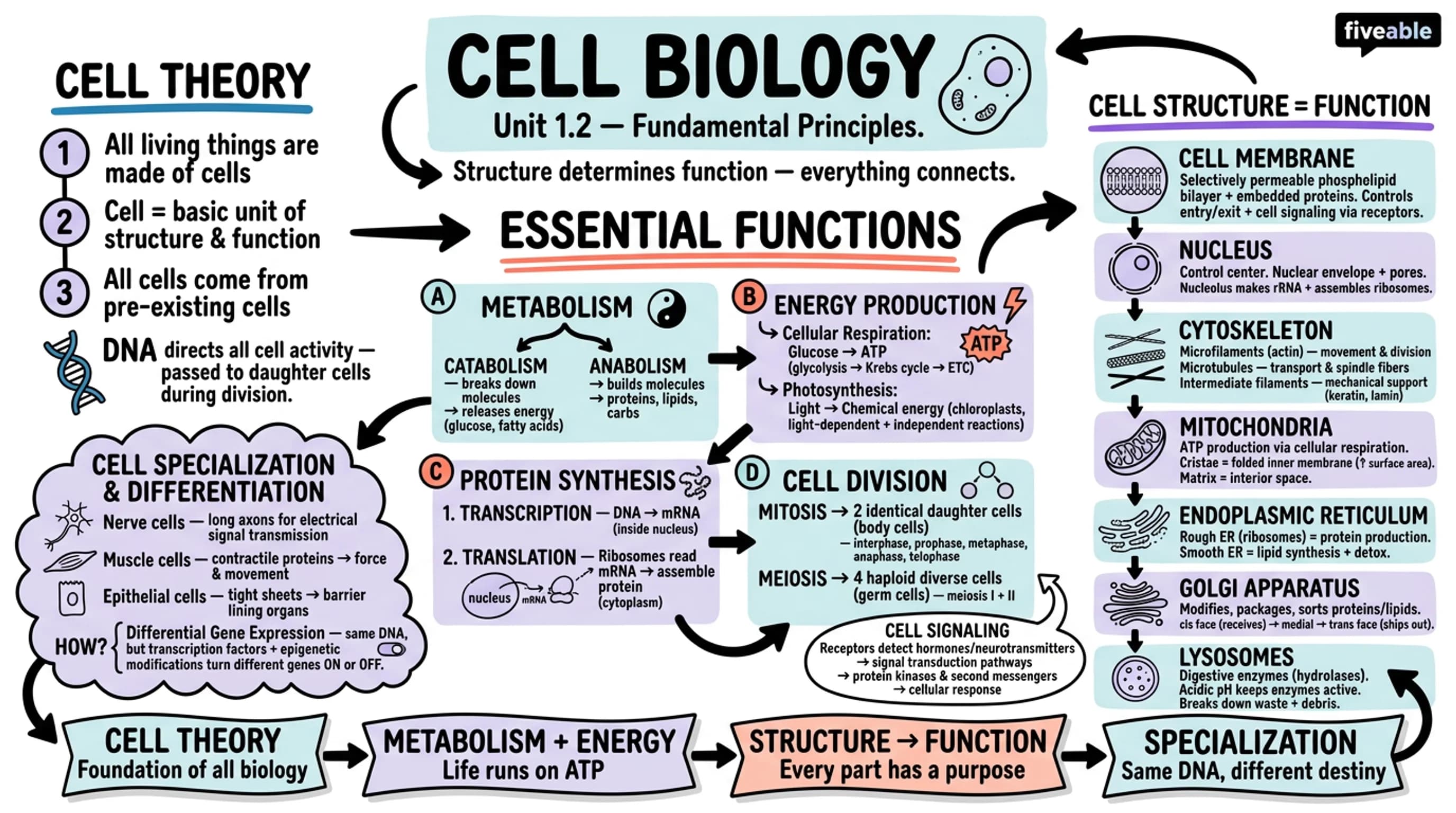 1.2 Fundamental principles of cell biology - Cell Biology - Unit 1 visual cheatsheet