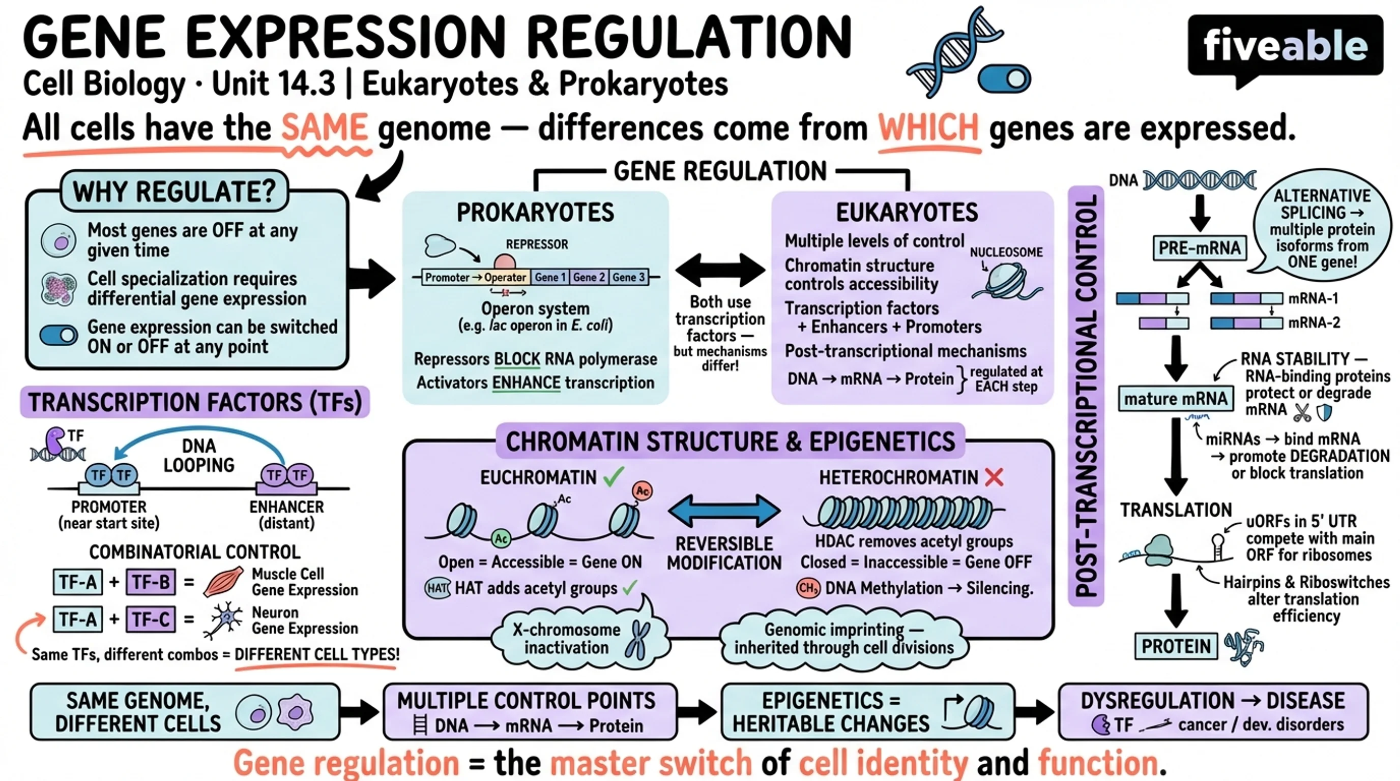 14.3 Regulation of gene expression in prokaryotes and eukaryotes - Cell Biology - Unit 14 visual cheatsheet